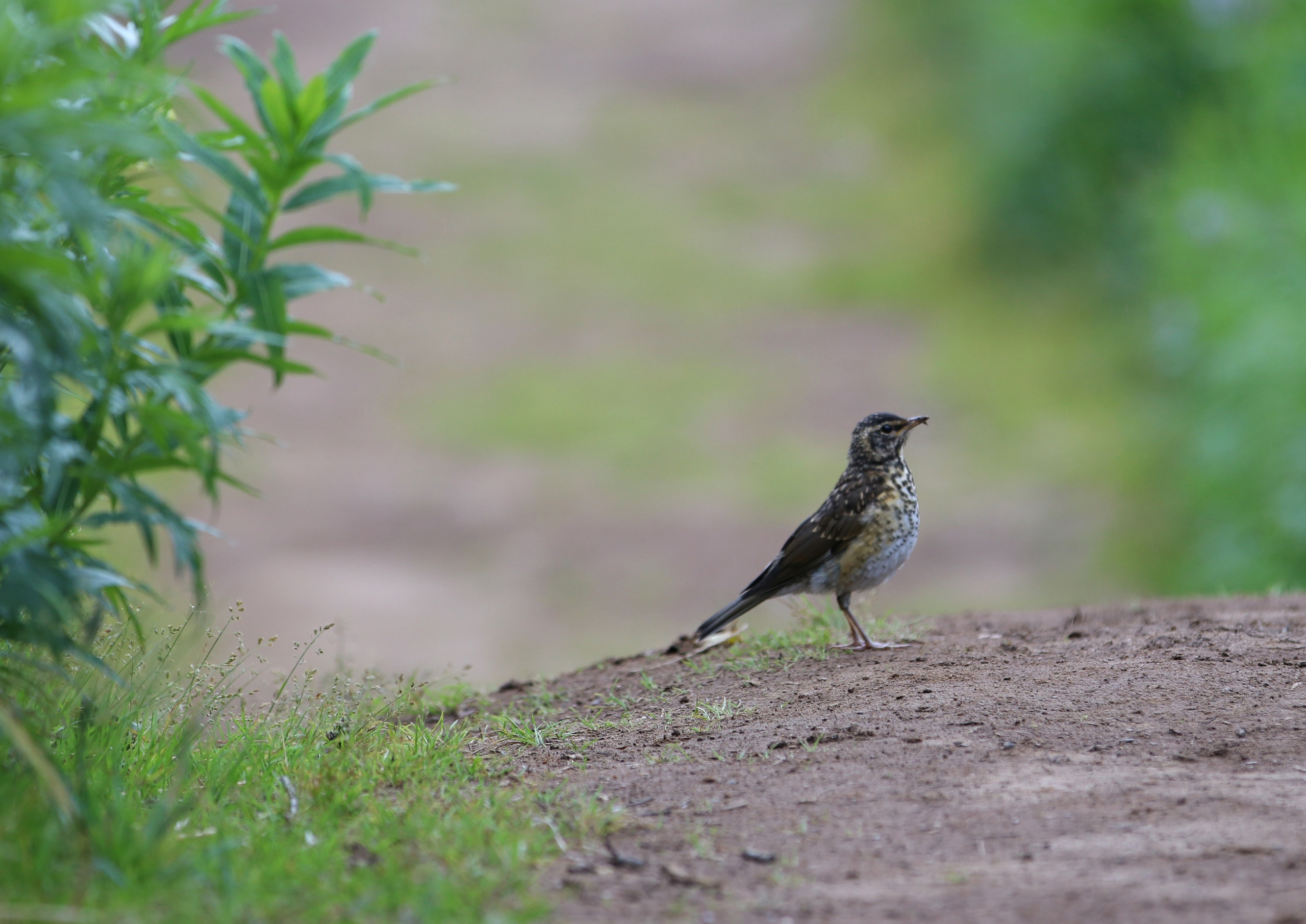 Камчатка и о. Парамушир. Июль 2024. Путешественник-фотограф из Санкт-Петербурга Татьяна Свистулина