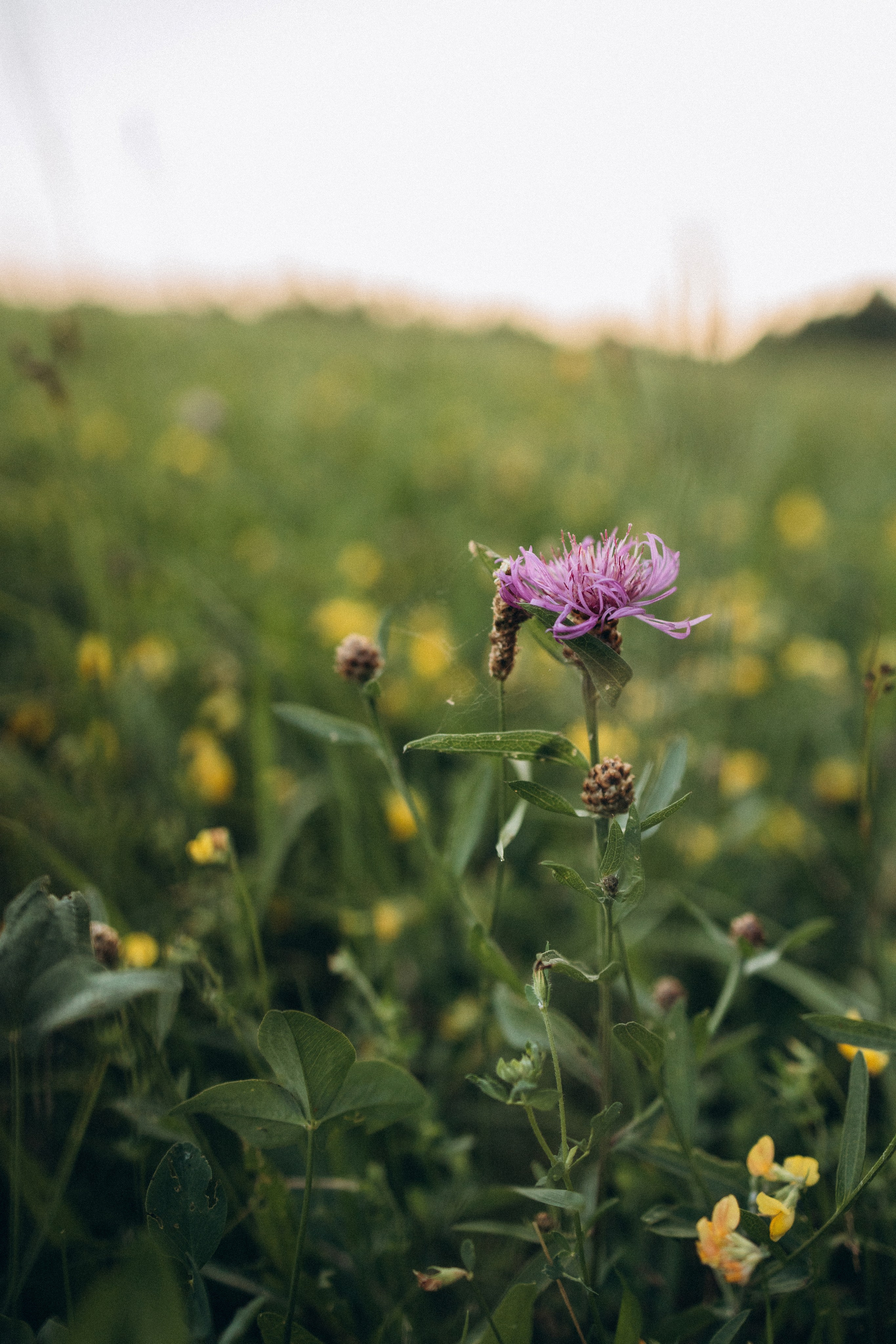 Алиса, Ульяна, Лена и Евгений. Фотограф Елена Рябцева