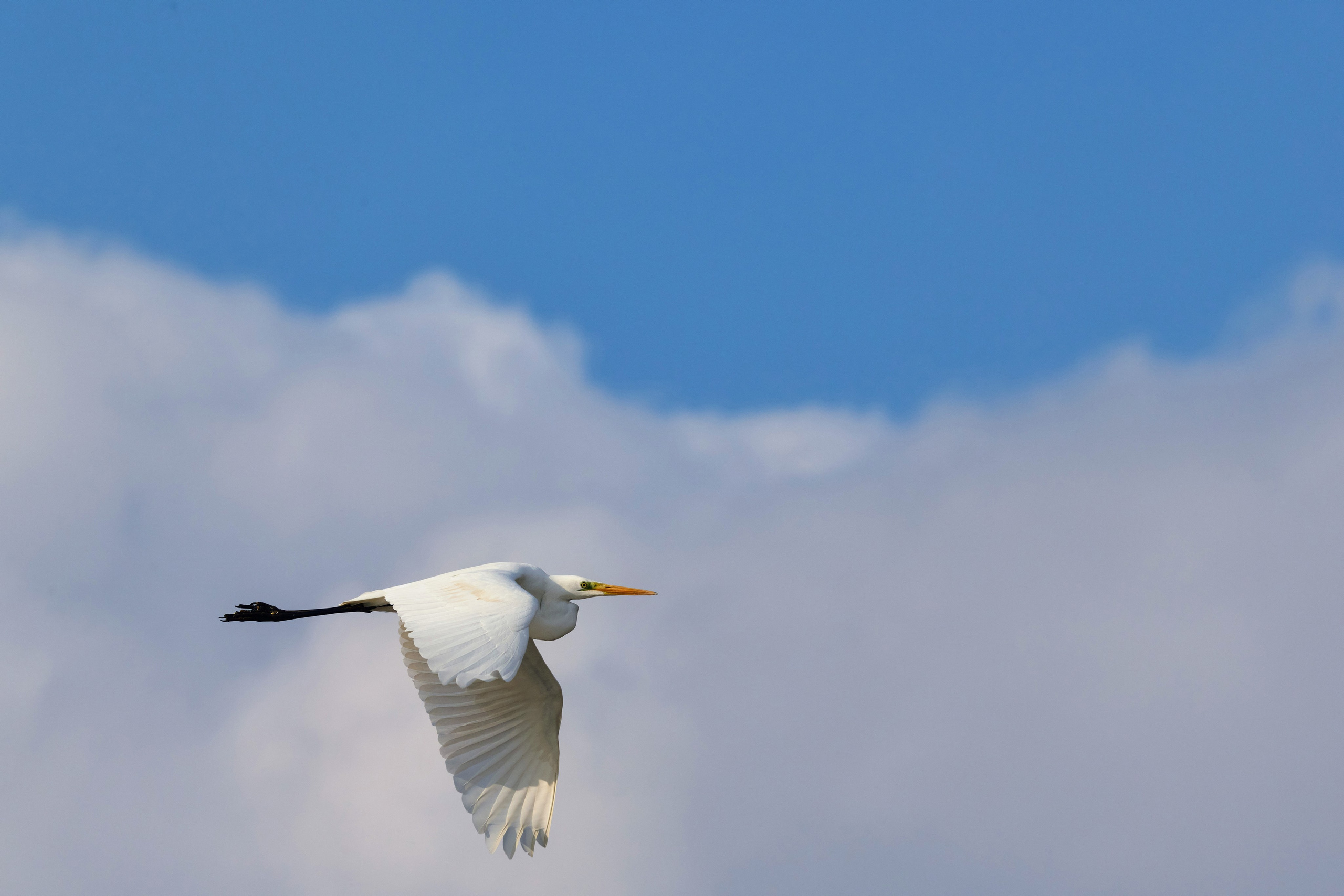 Белая цапля на фоне зимних облаков, 2025 год