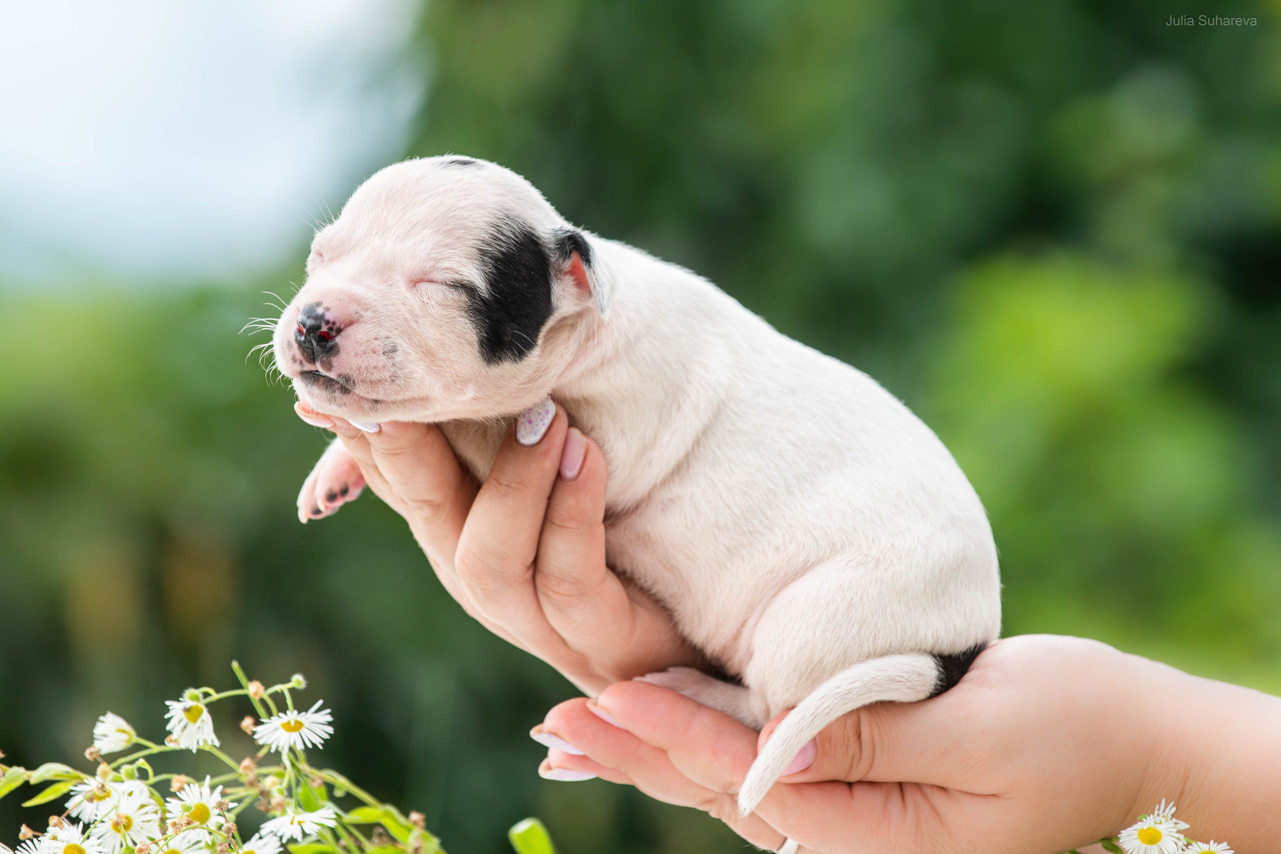 Щенки 2 недели. Главная