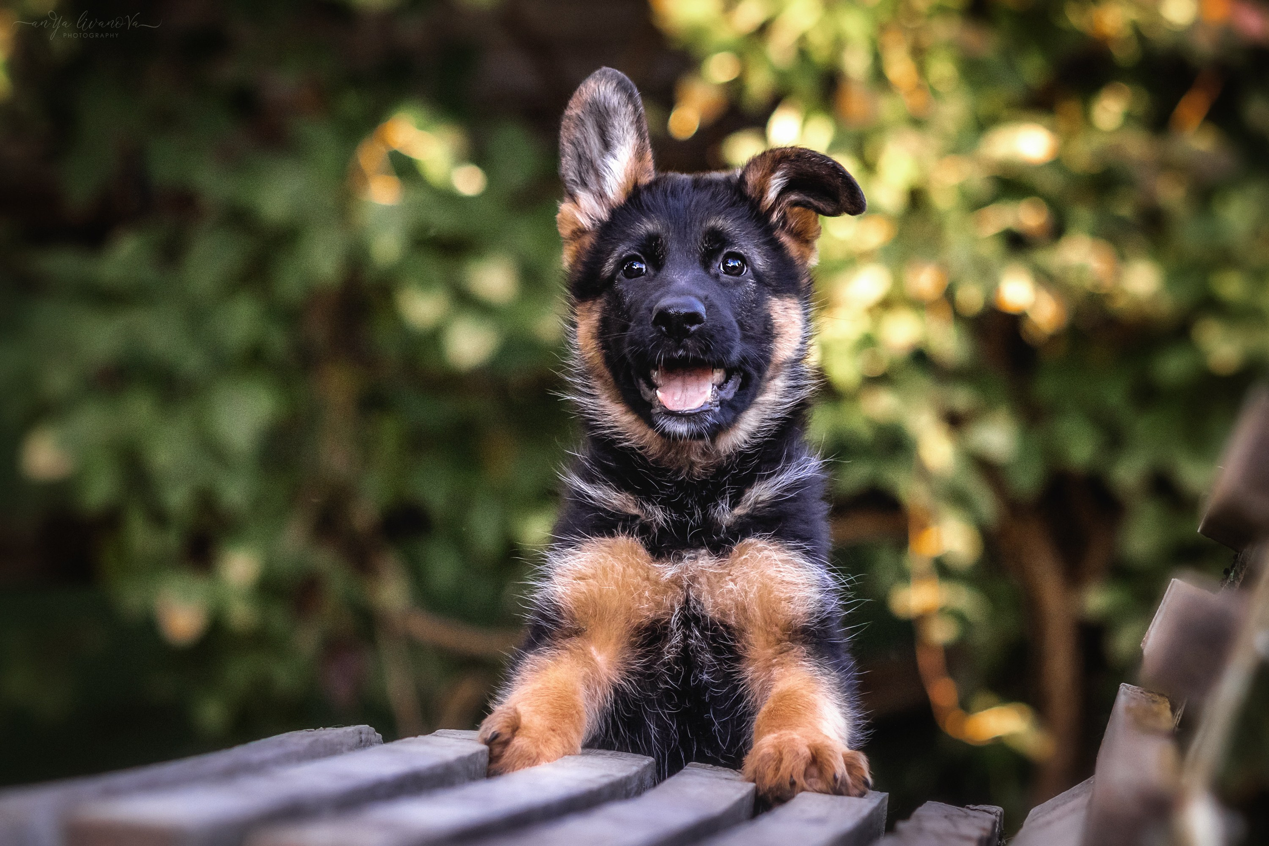 Овчарята. Фотограф анималист Аня Ливанова | Рыбинск