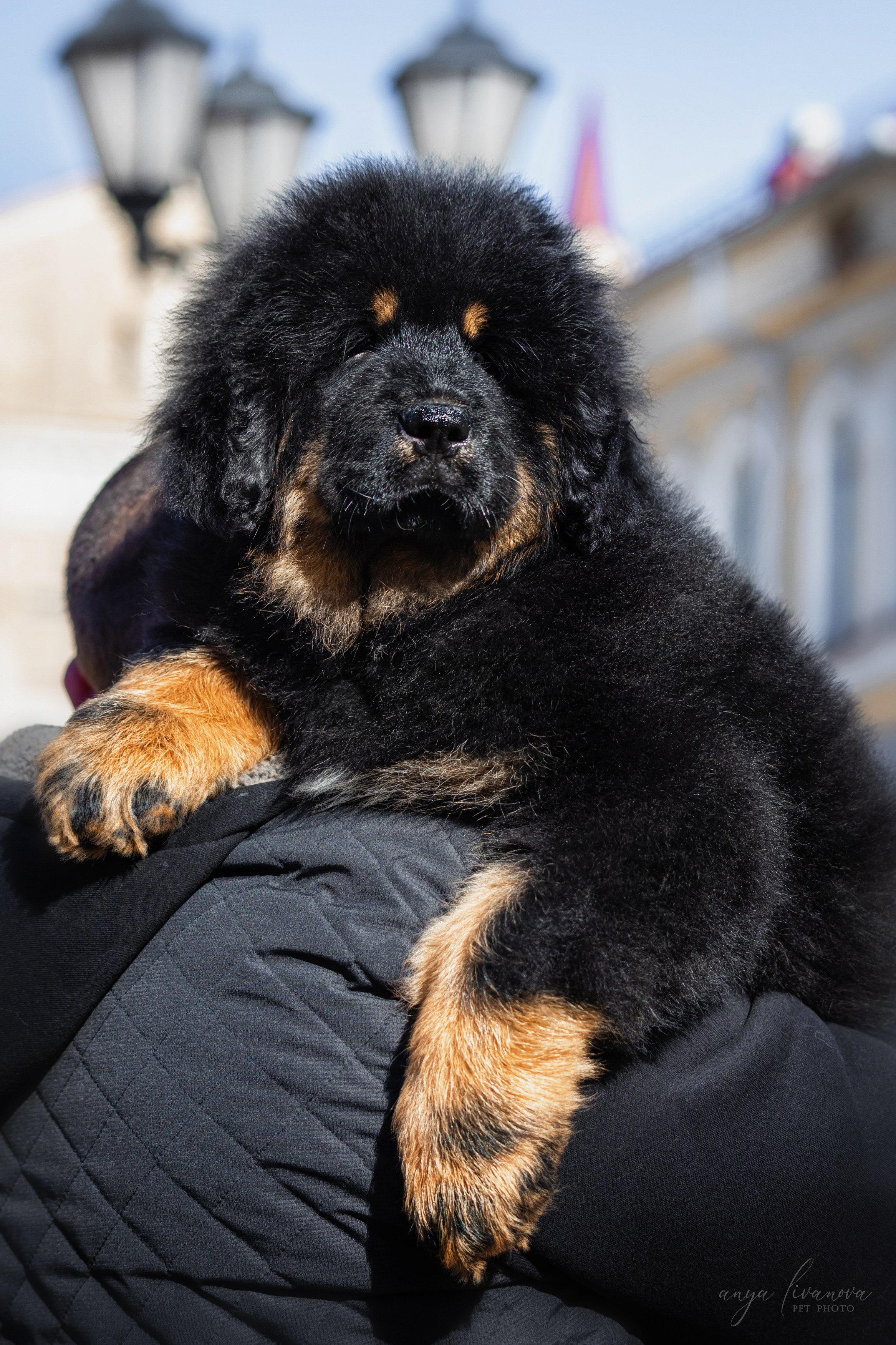 Тибеты. Фотограф анималист Аня Ливанова | Рыбинск