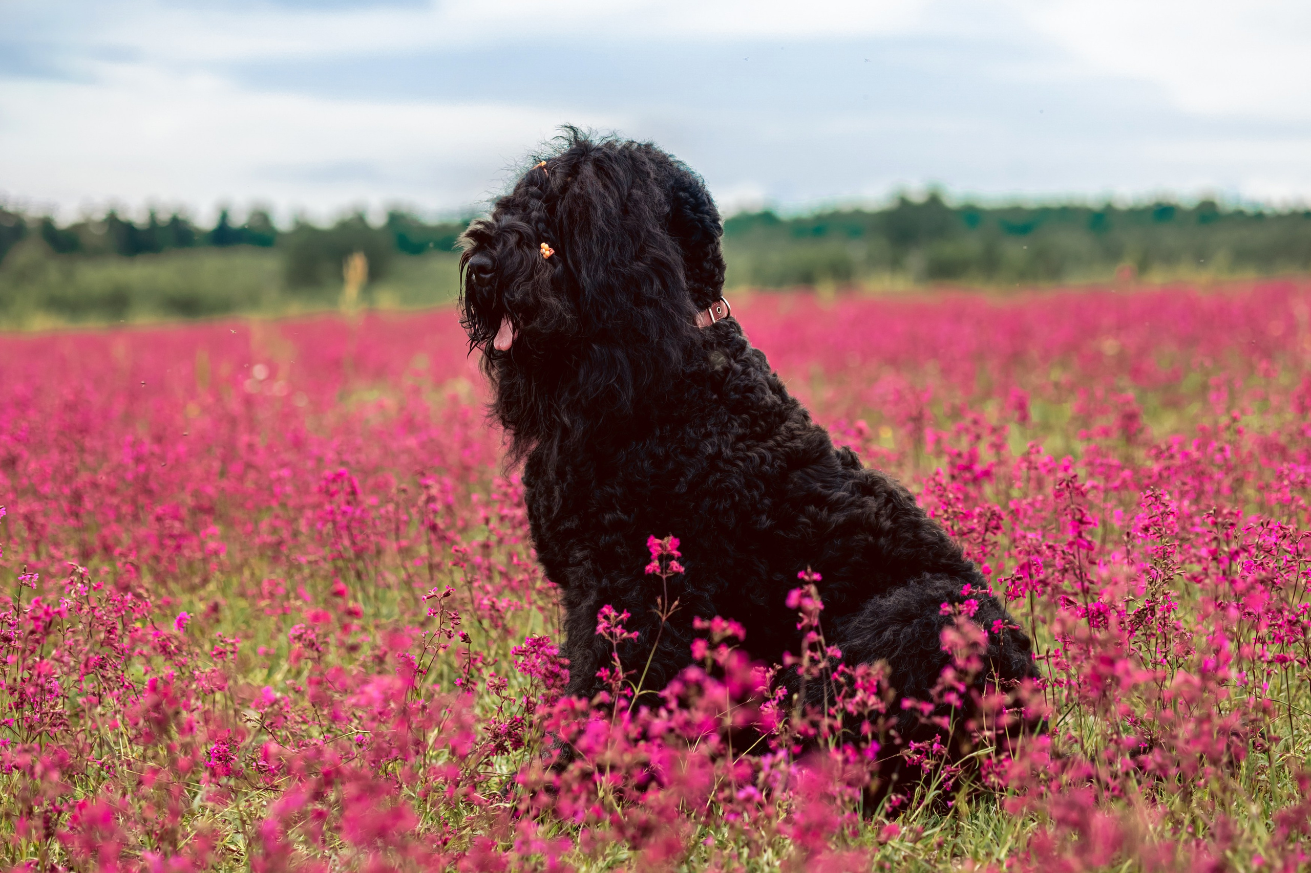 Смолка клейкая. Фотограф анималист Аня Ливанова | Рыбинск