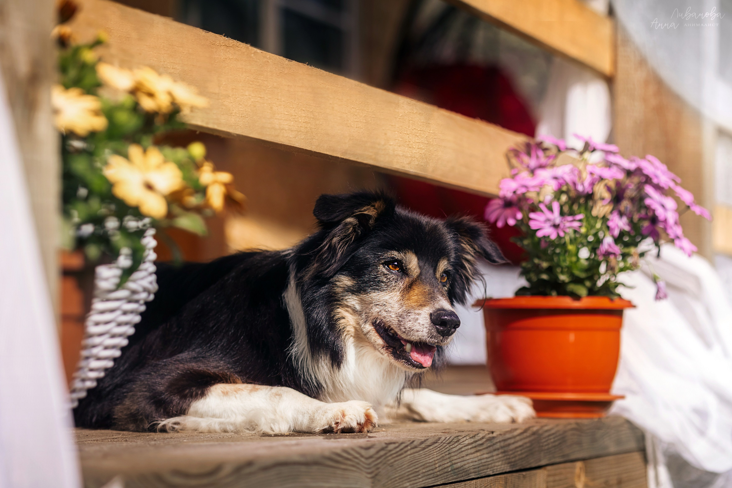 Рита и Ко. Фотограф анималист Аня Ливанова | Рыбинск