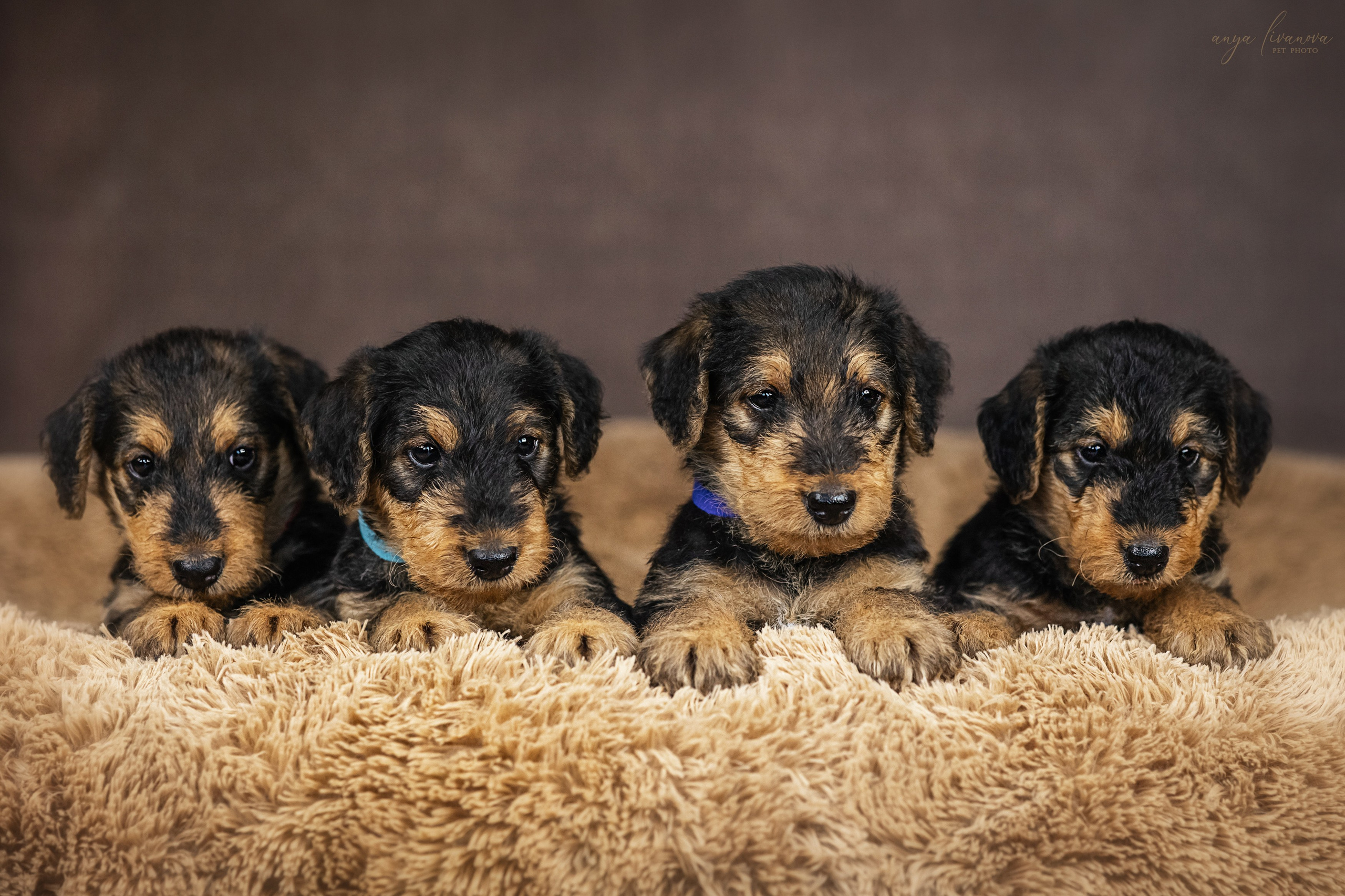 Эрдели. Фотограф анималист Аня Ливанова | Рыбинск