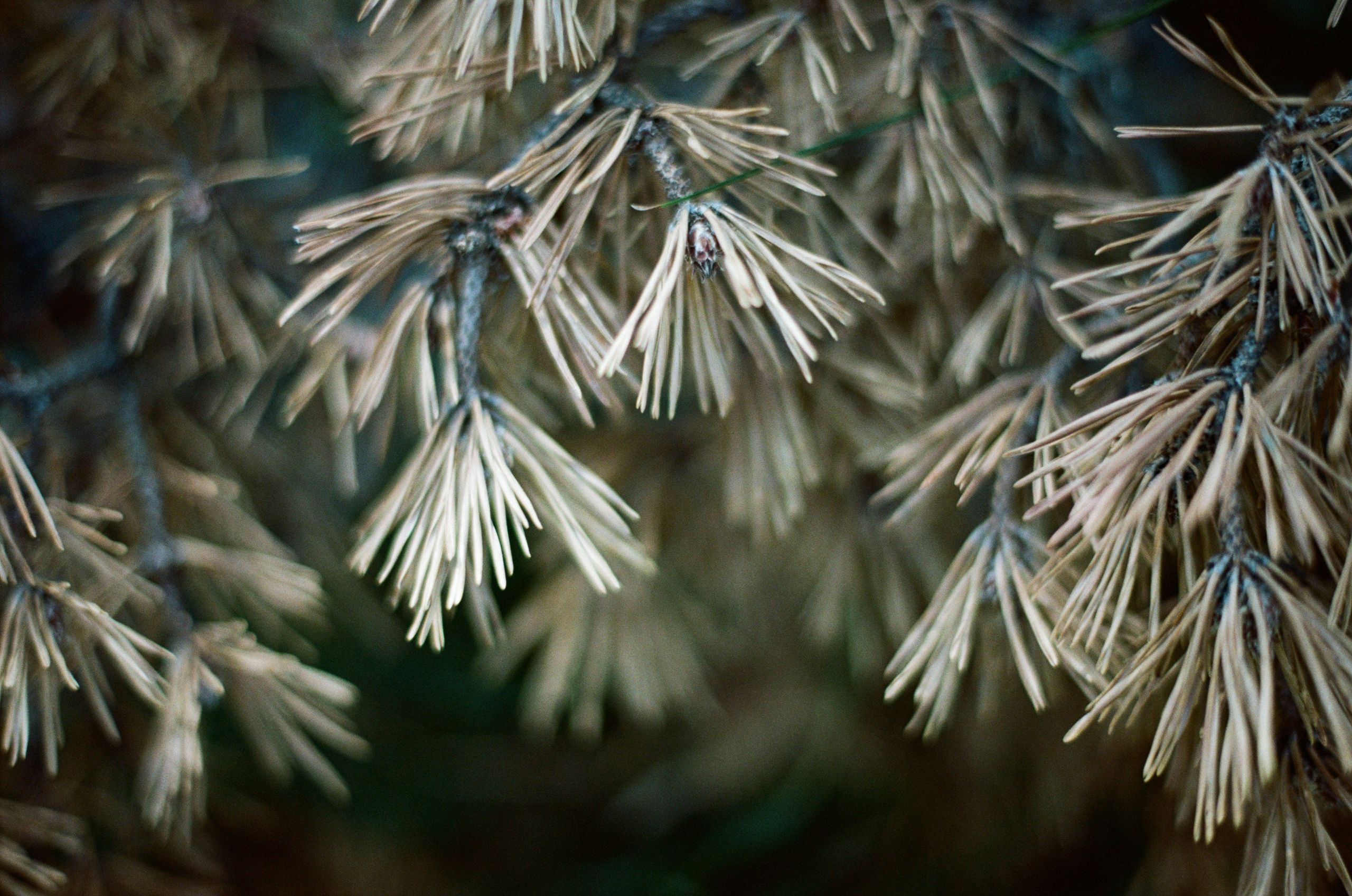 Kool-aid // ukraine, crimea II. EVER EXPOSED