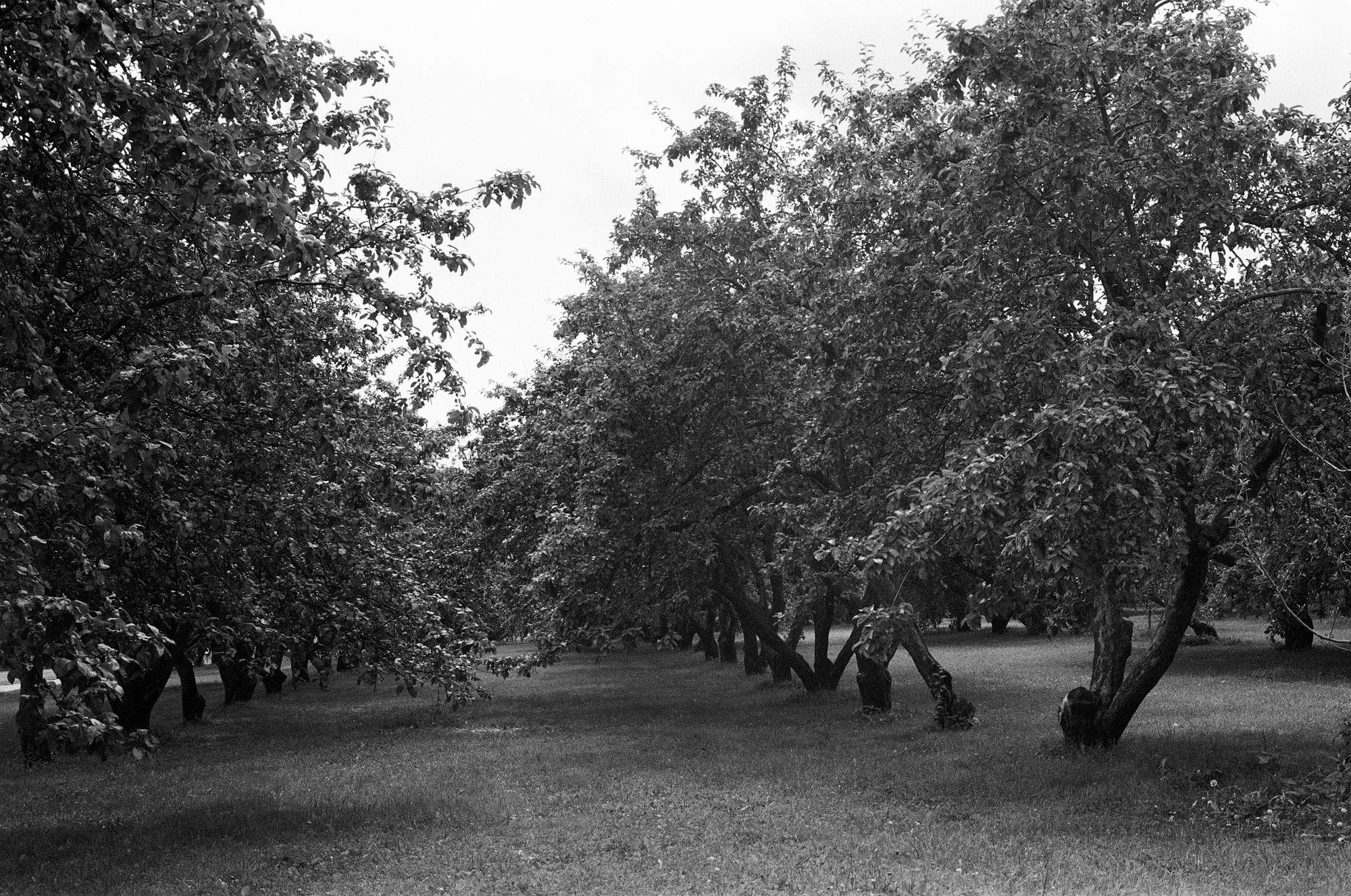Парк Коломенское. Другой Павел Поцелуев. Фотограф в 2025 году
