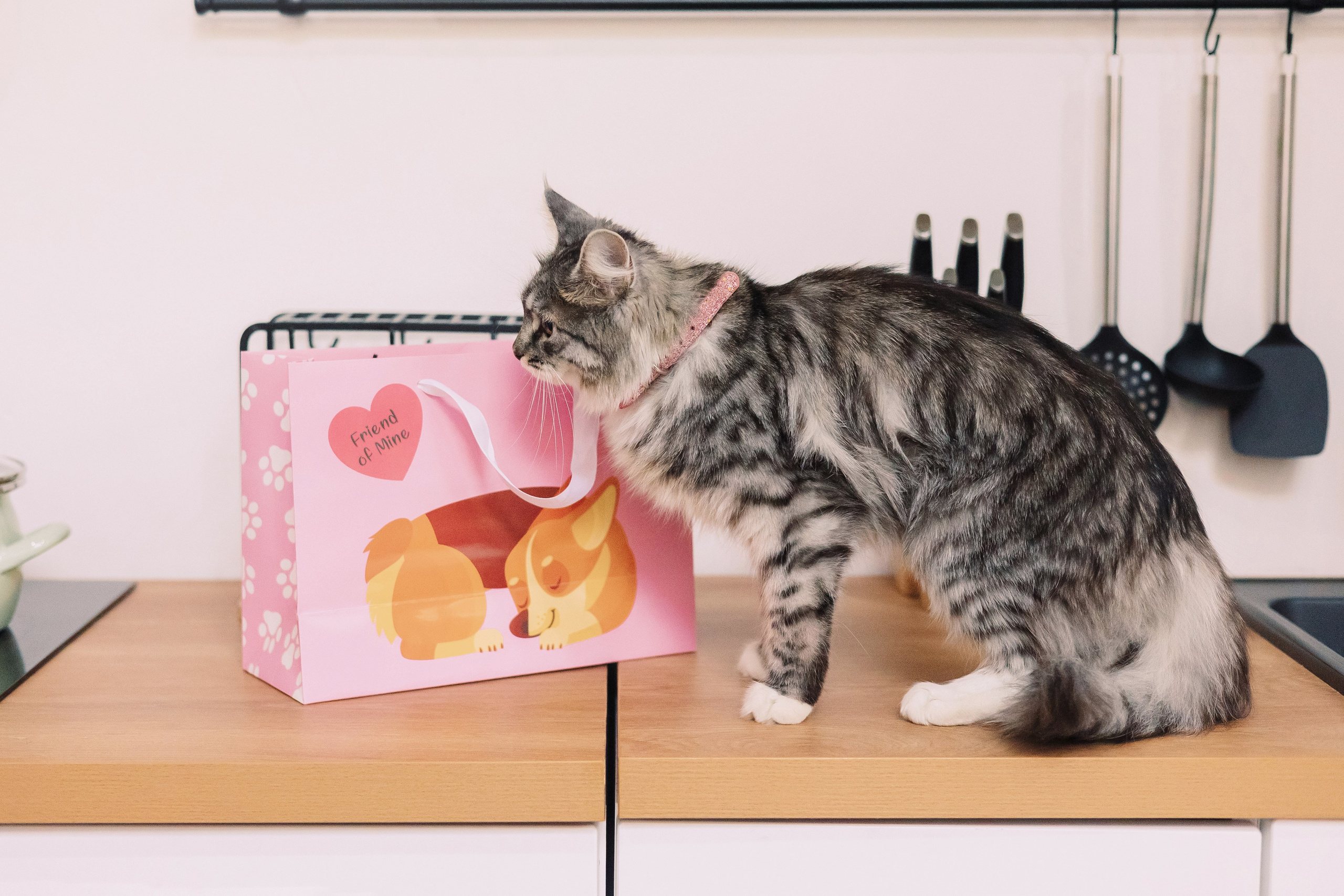 Магазин Friend of mine. Фотограф-анималист Елена Радченко, Москва