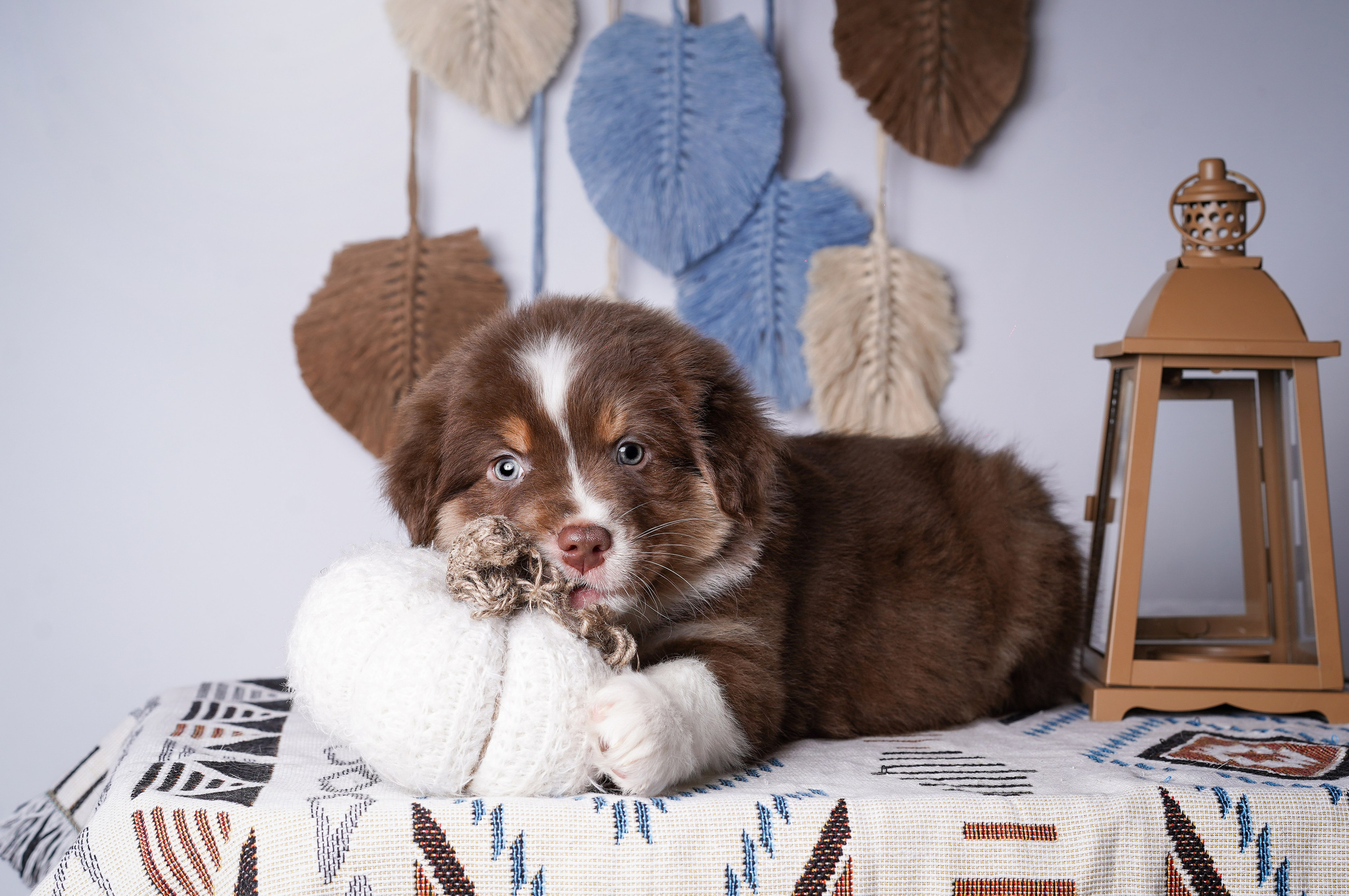 Щенки аусси. Фотограф-анималист в Санкт-Петербурге Яна Мартынова
