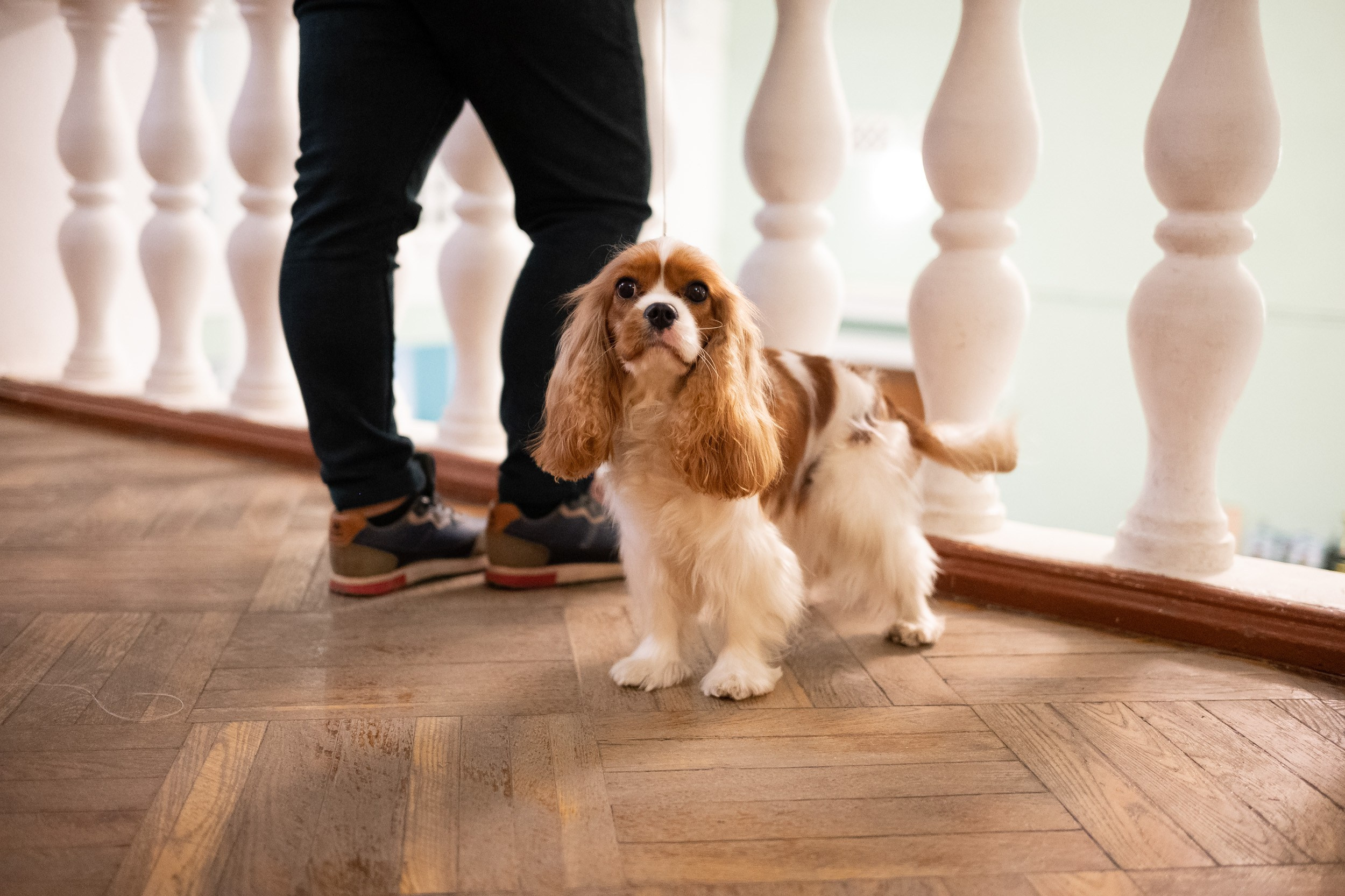 Выставка собак. Фотограф и видеооператор в Туле | Даниил Рыбак