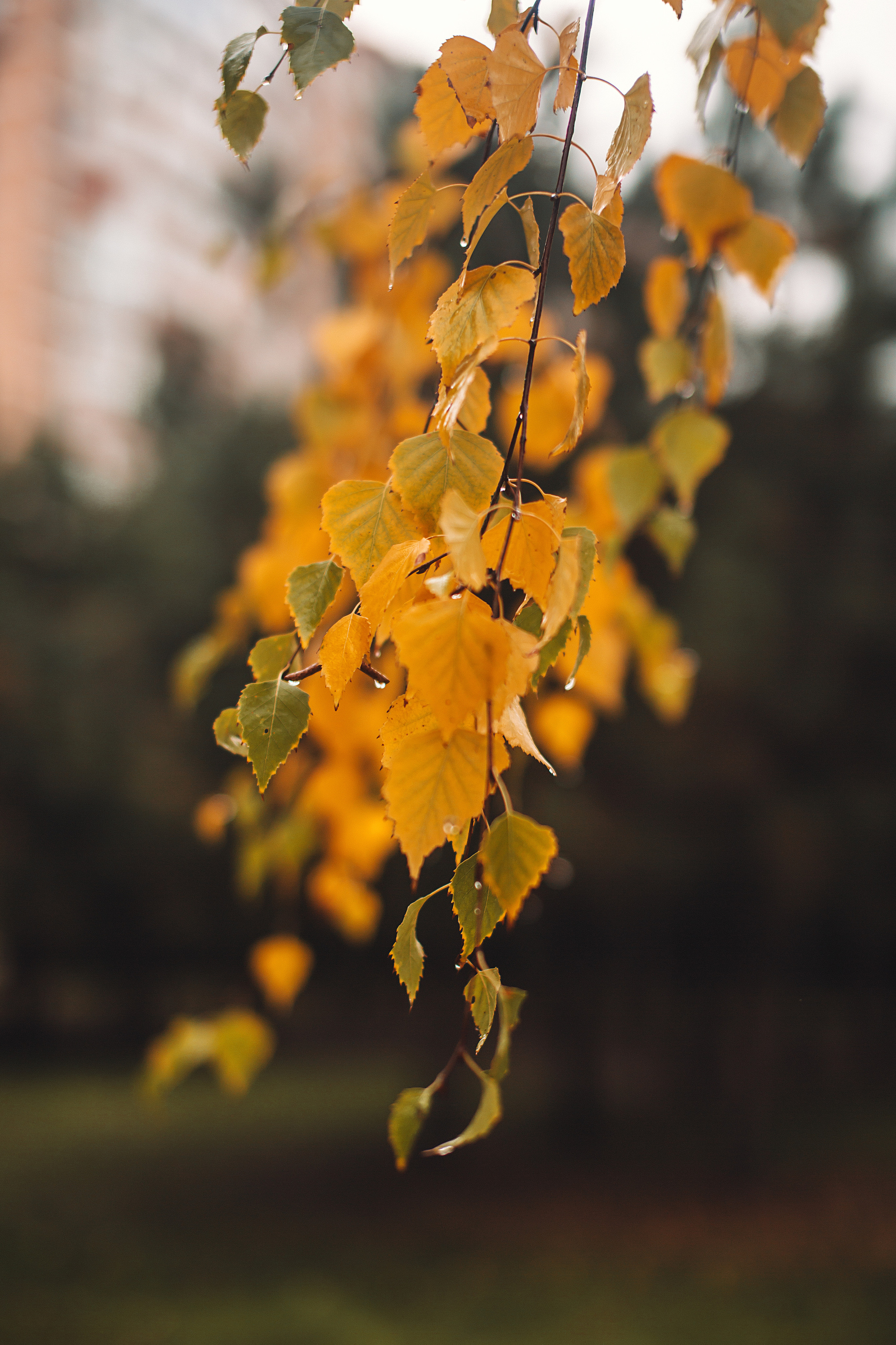 Прогулка в Рождественском парке. Свадебный и семейный фотограф/видеограф в Краснодаре Наталья Осинская