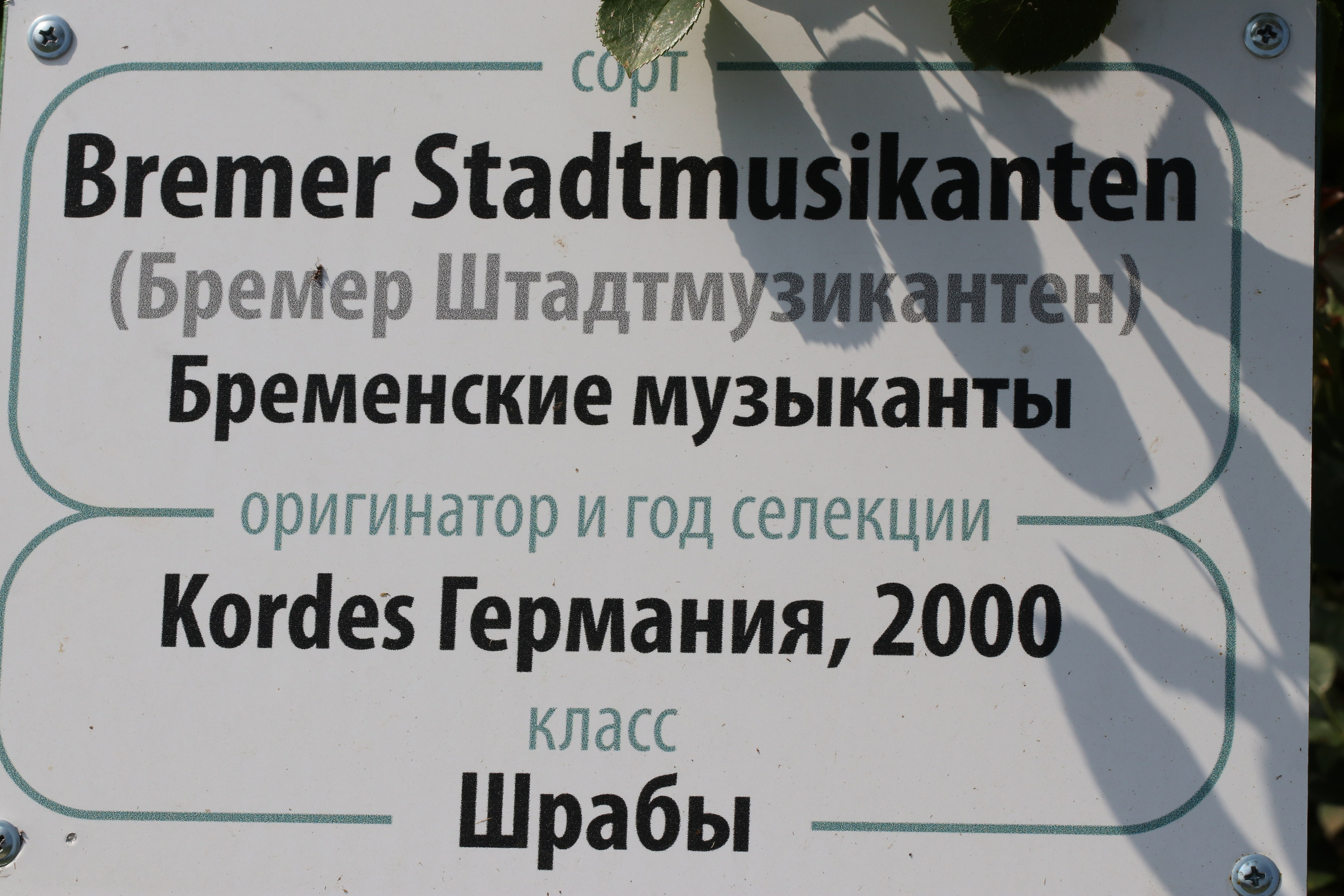 Долина роз в Кисловодске. Фото-художник и Репортажный фотограф Николаев Александр Алексеевич