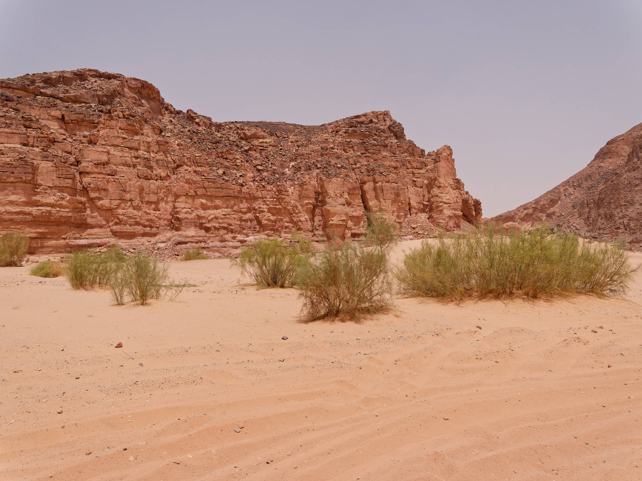 Шарм-эль-Шейх 2022, сафари. Избранные фотографии