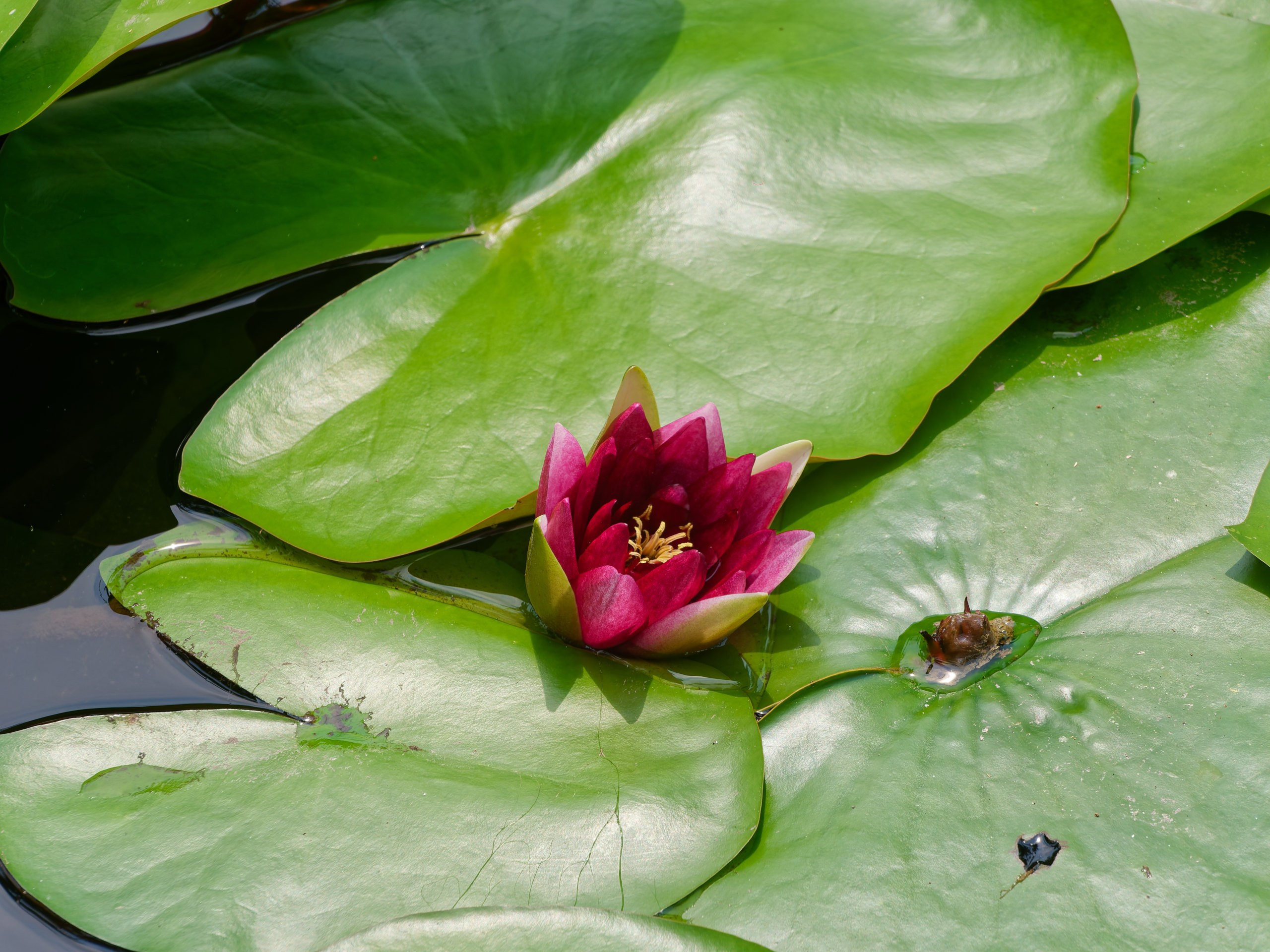 Хайнань 2026, флора, цветы и деревья. Фотопрогулки по Миру