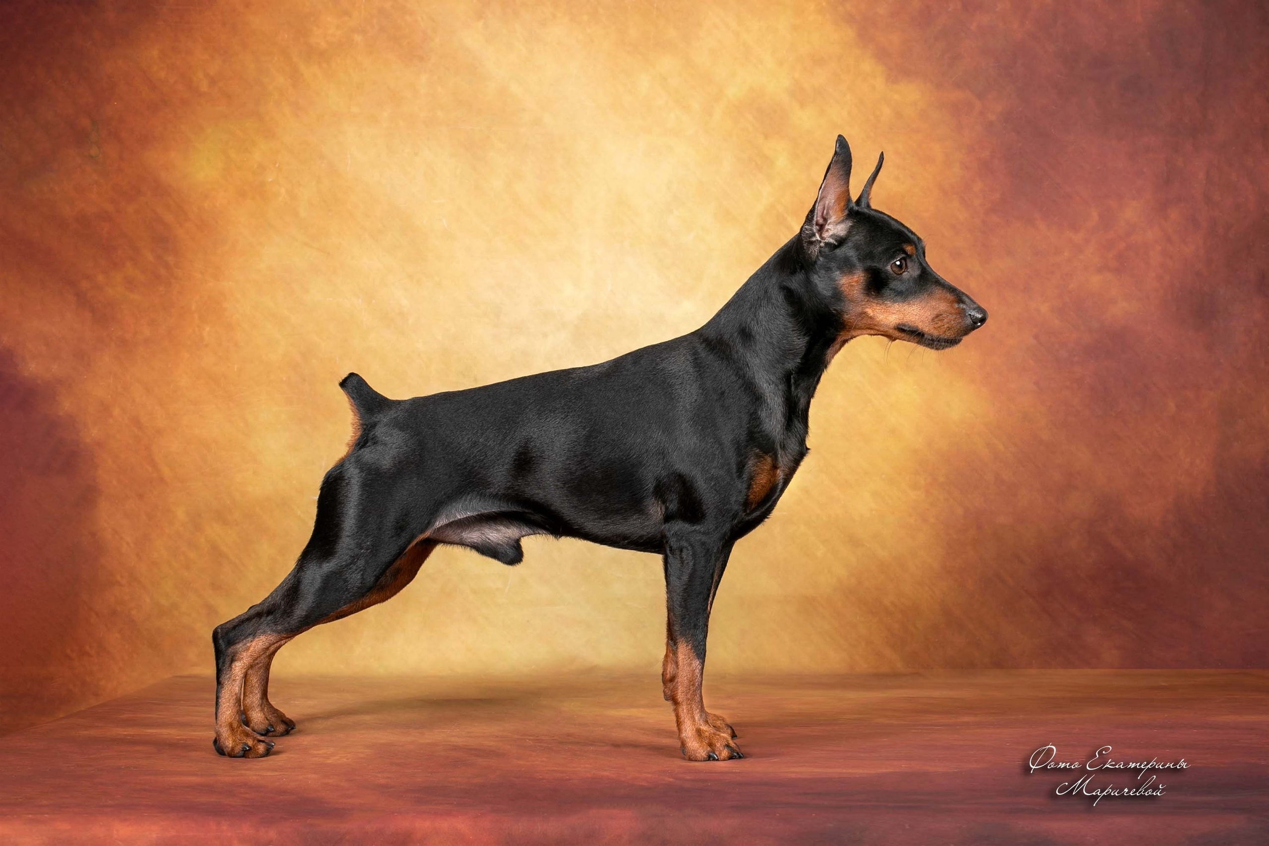 Коричневые фоны. Фотограф-анималист в Омске Екатерина Маричева