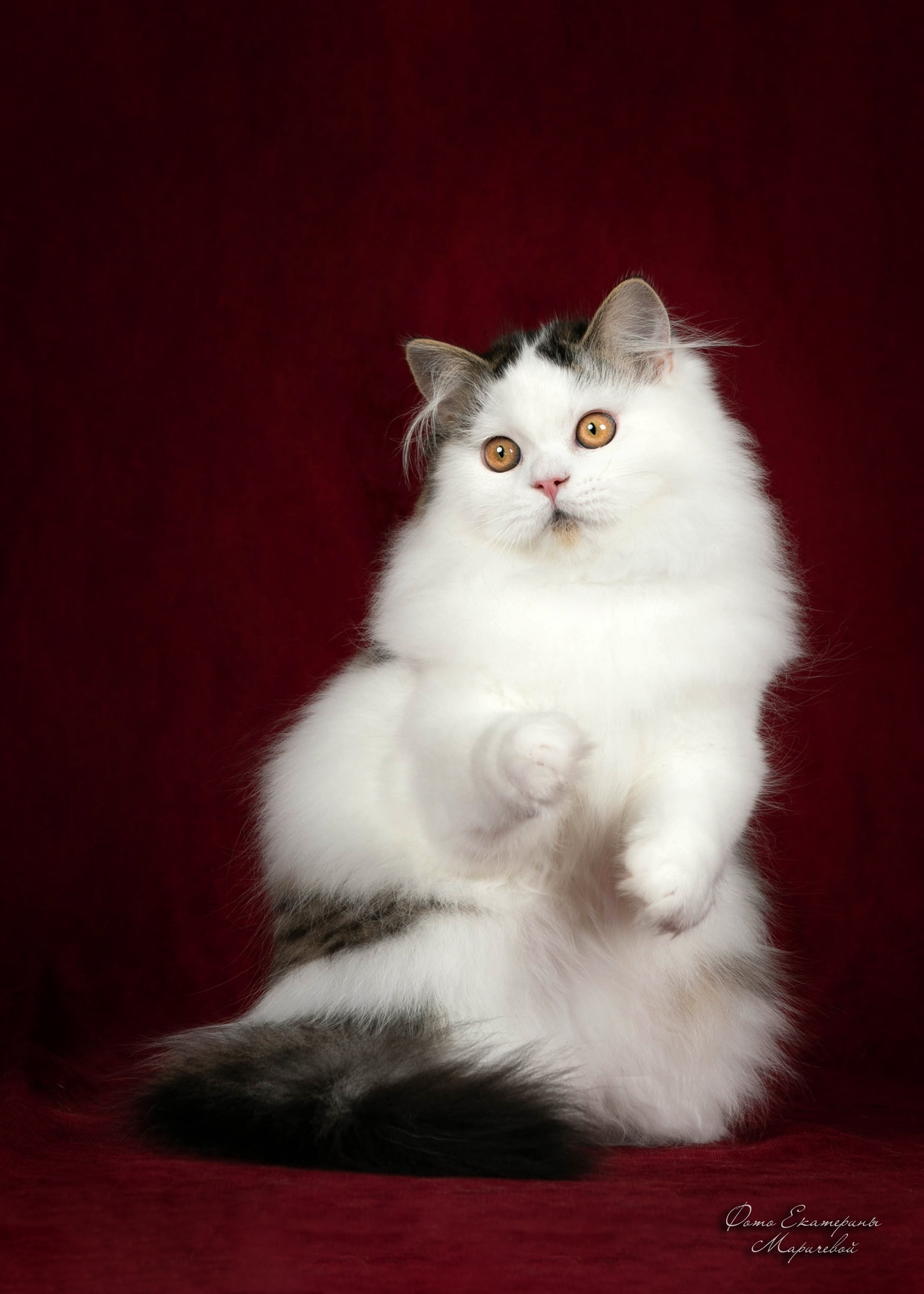 Стендовая съёмка на выставках кошек. Фотограф-анималист в Омске Екатерина Маричева