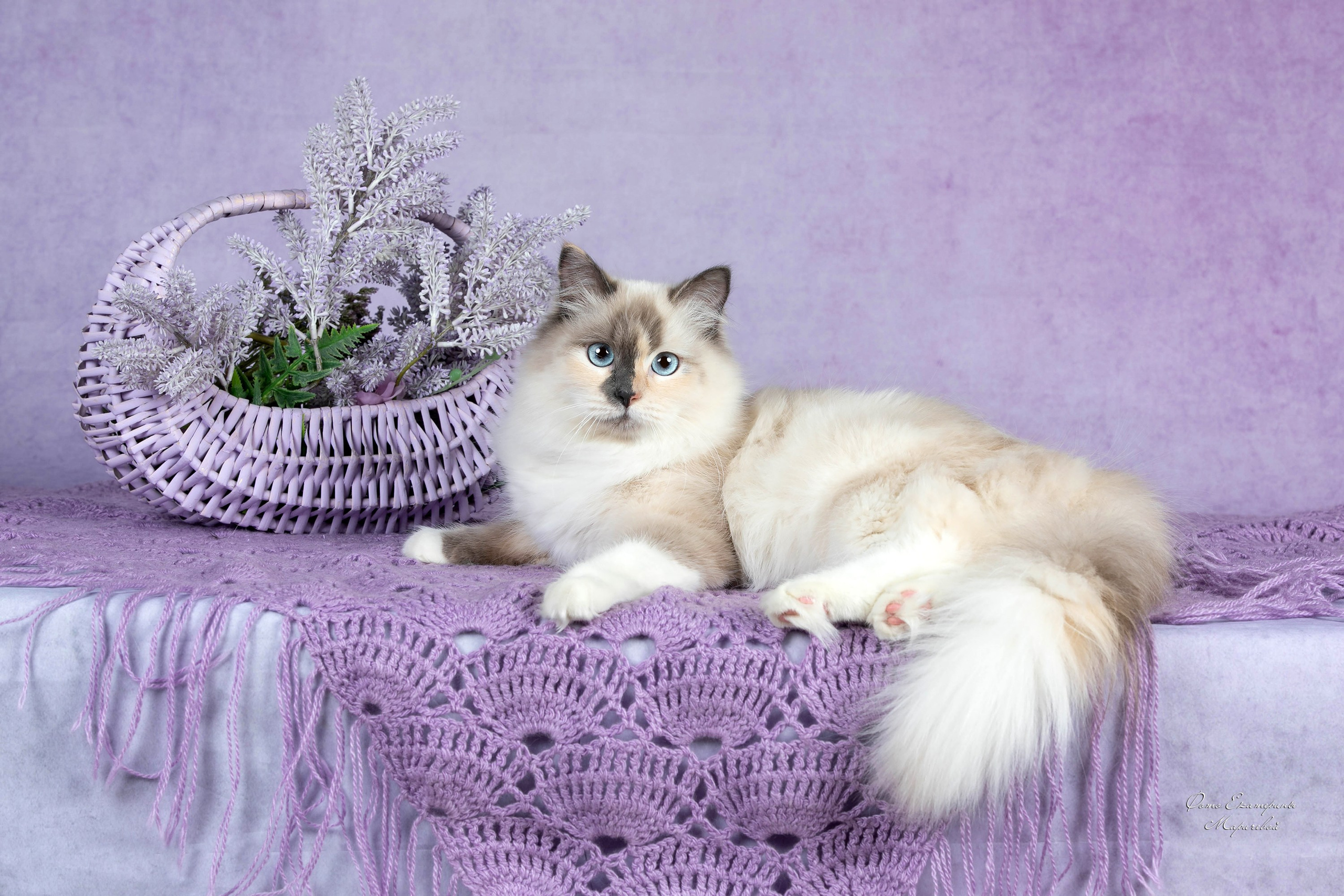 Стендовая съёмка на выставках кошек. Фотограф-анималист в Омске Екатерина Маричева