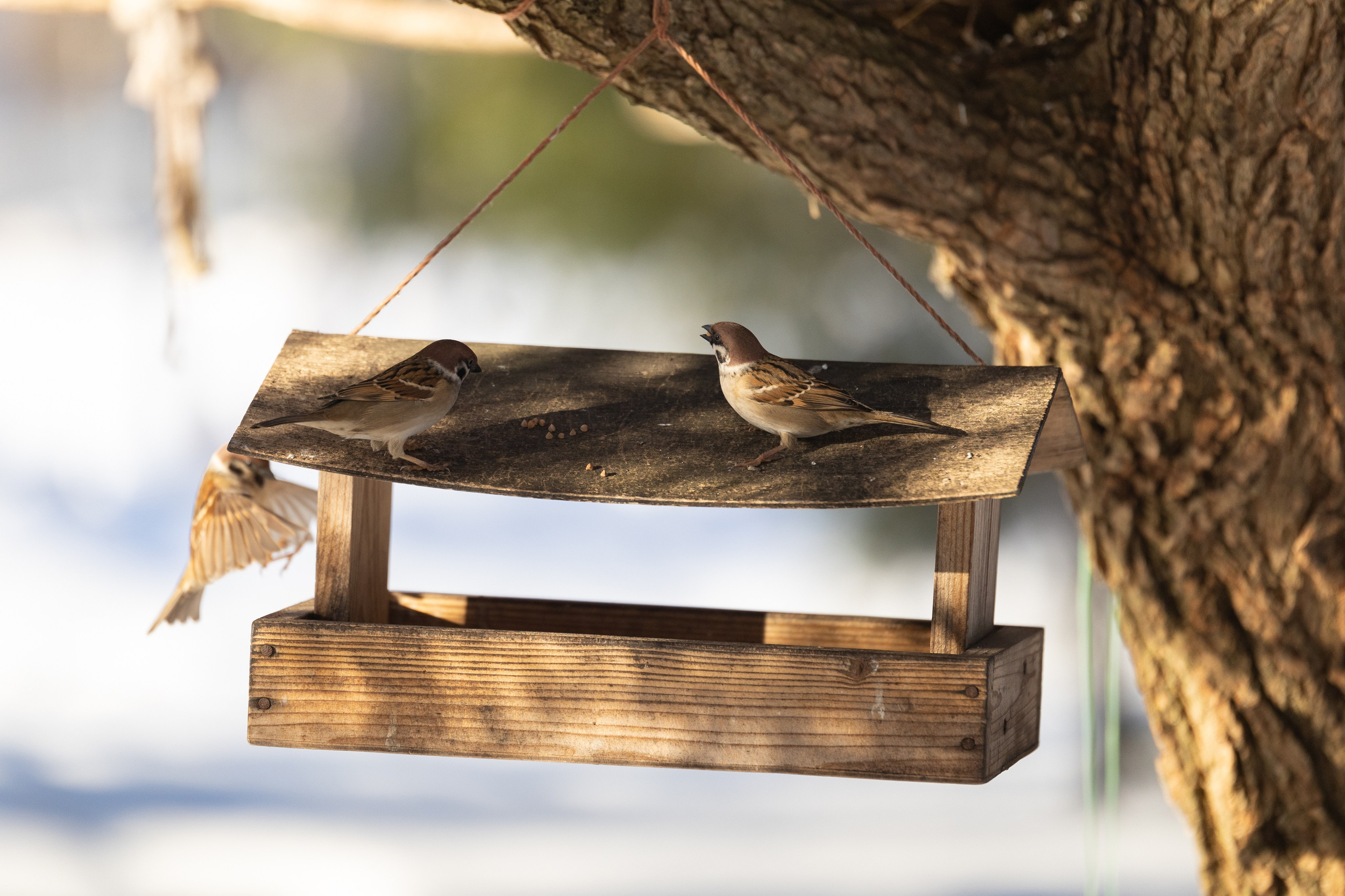 Фотографии животных Виктор Степанов. Фотограф Виктор Степанов