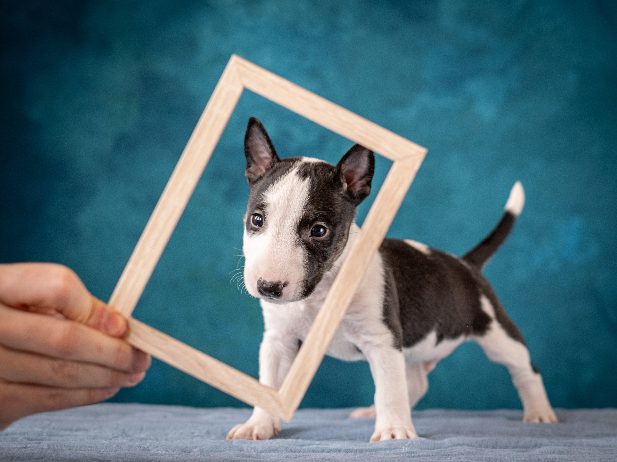 Сладкие булочки (МБТ — миниатюрный бультерьер) для Ильи). Зоофотограф, фотограф животных в Москве и области Дина Дамоцева
