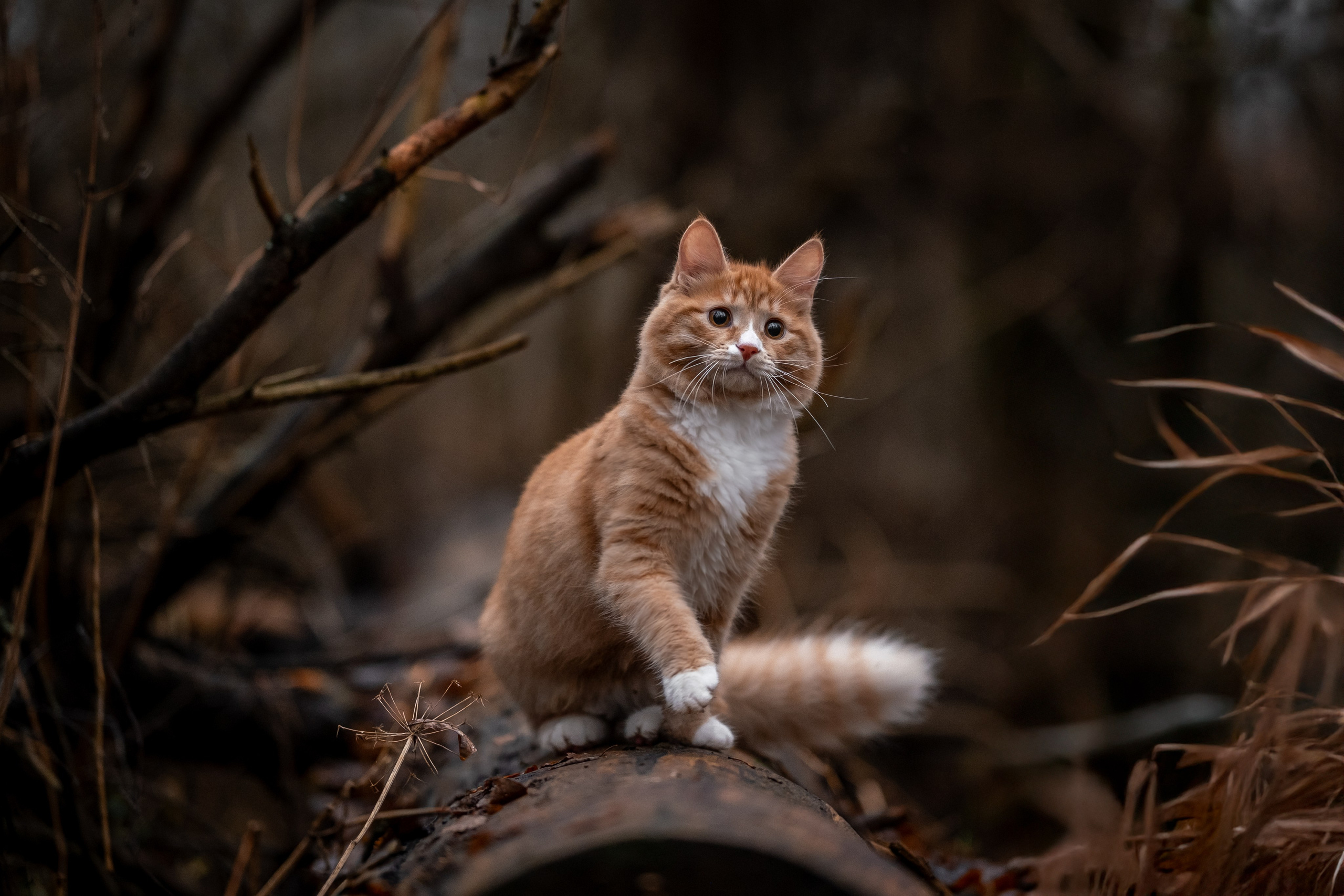Котенок Дарвин на прогулке). Зоофотограф, фотограф животных в Москве и области Дина Дамоцева
