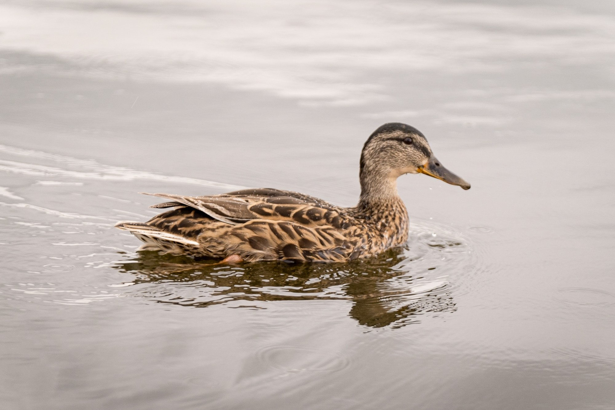 Корпоративная парусная регата Evraz. Репортажный фотограф Денис Тихомиров. Москва