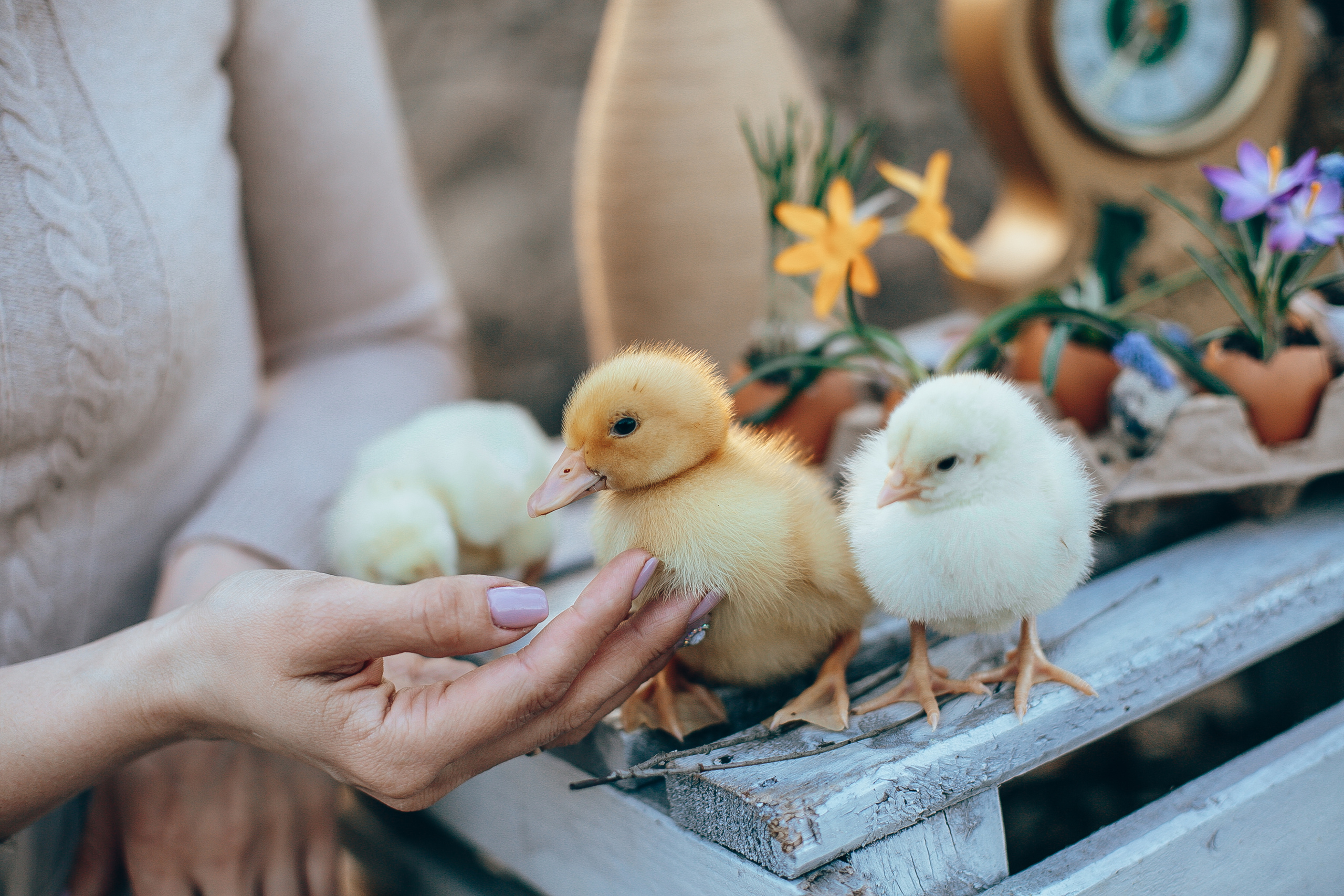 Алена, Андрей и Рома. Свадебный и семейный фотограф Захарова Юлия