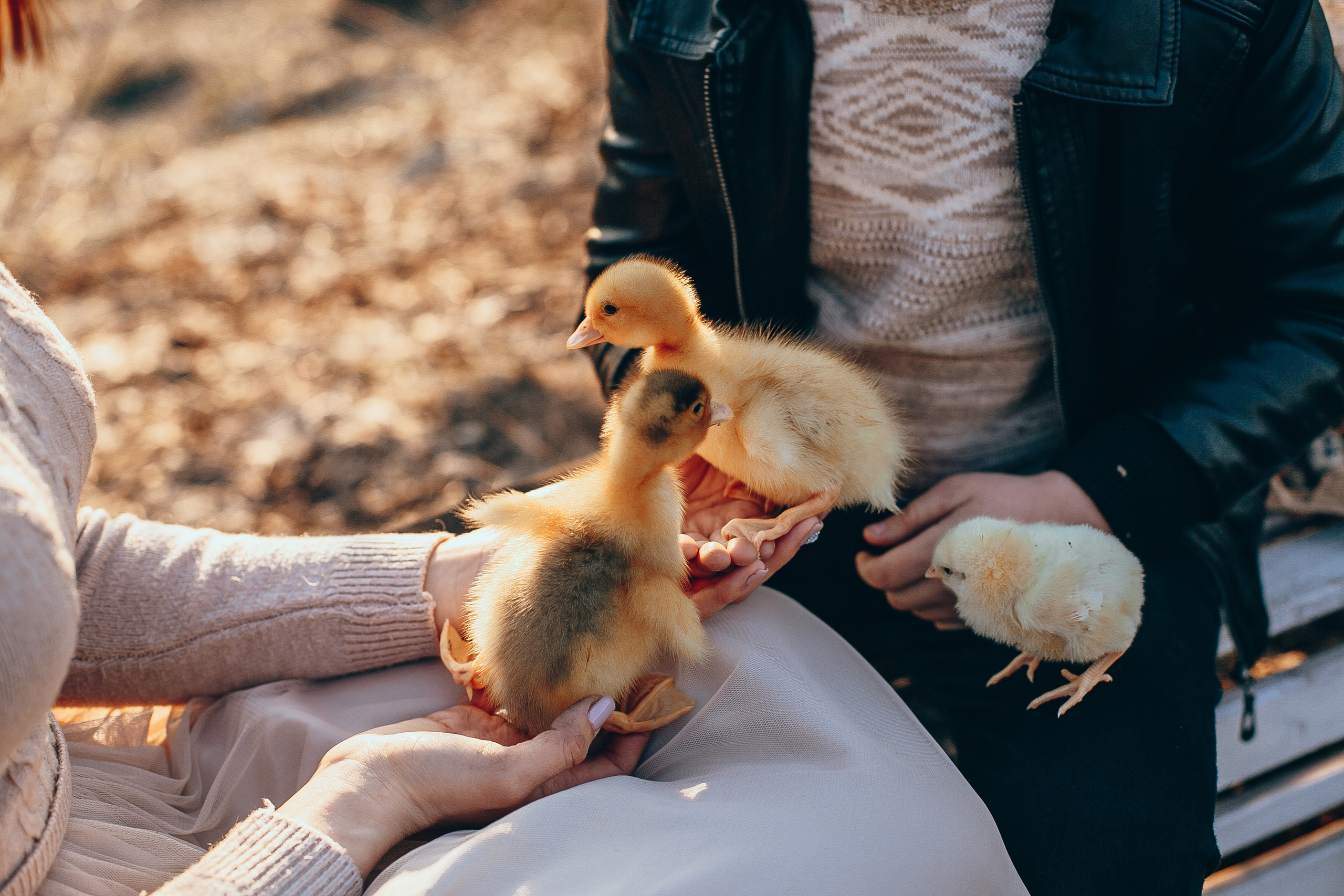 Алена, Андрей и Рома. Свадебный и семейный фотограф Захарова Юлия
