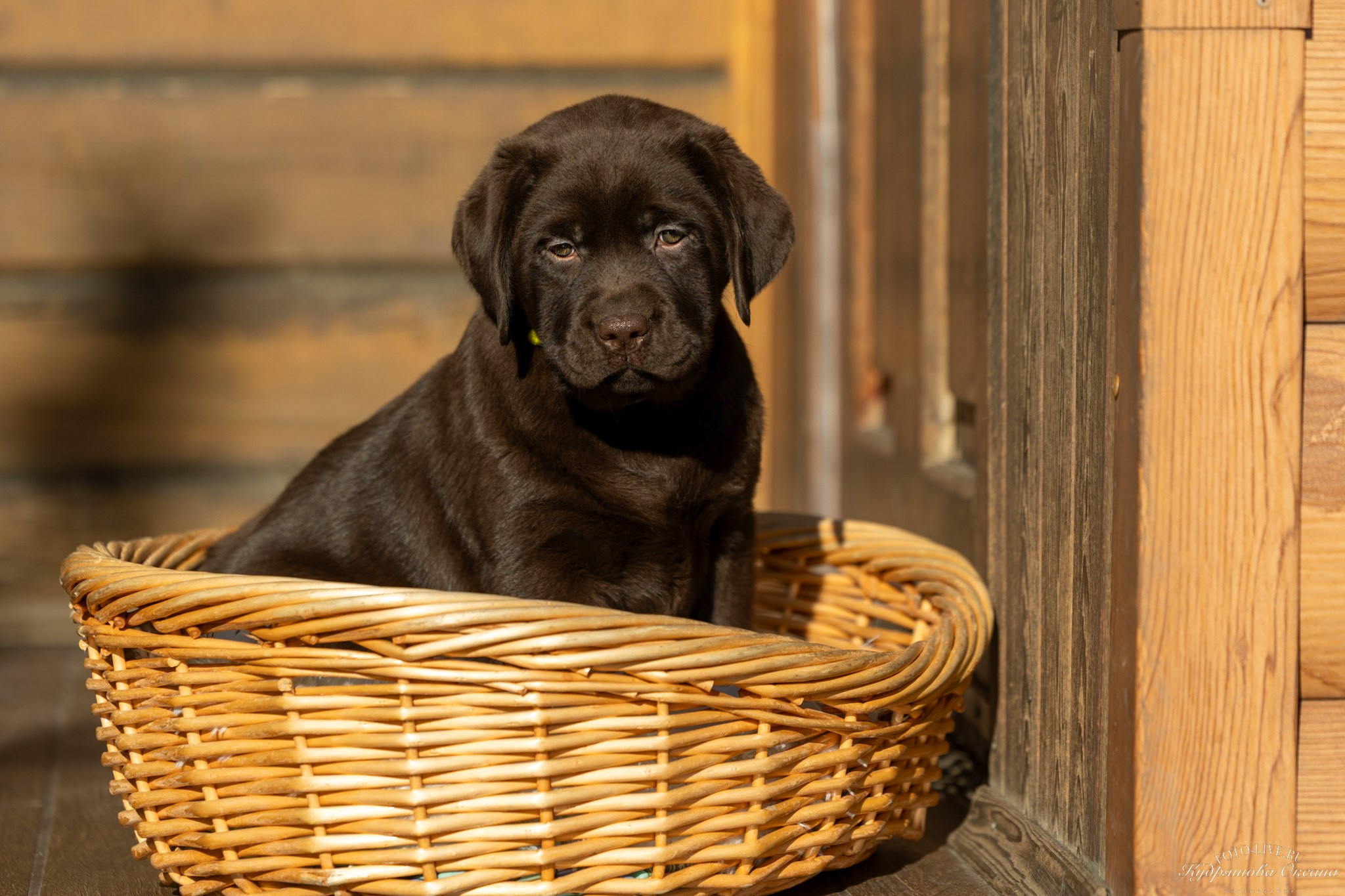 Лабрадоры. Фотограф 📸 анималист, предметный, репортажный