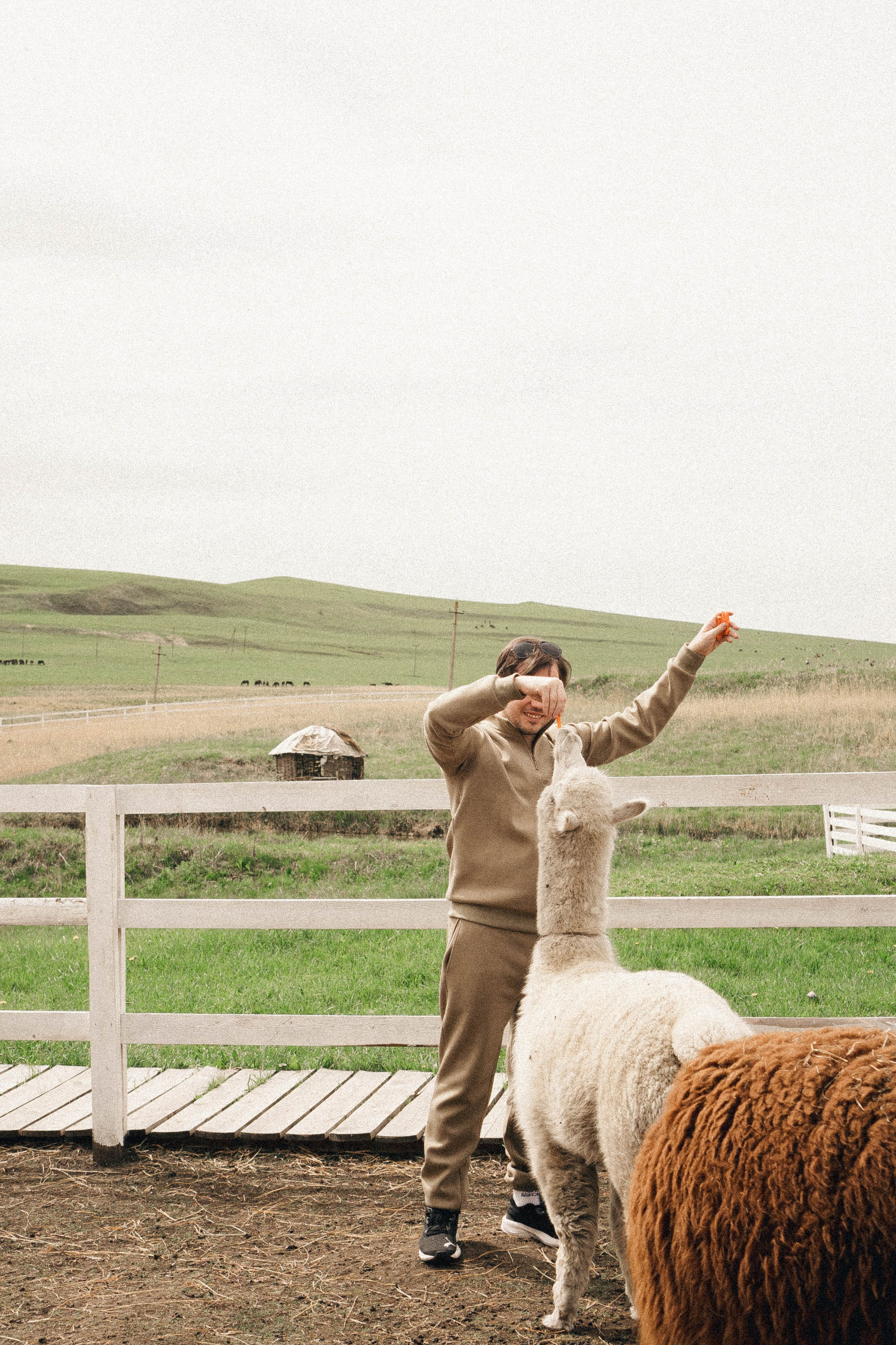 Ферма Альпак. Профессиональный фотограф, Санкт-Петербург — Виктория Богомолова