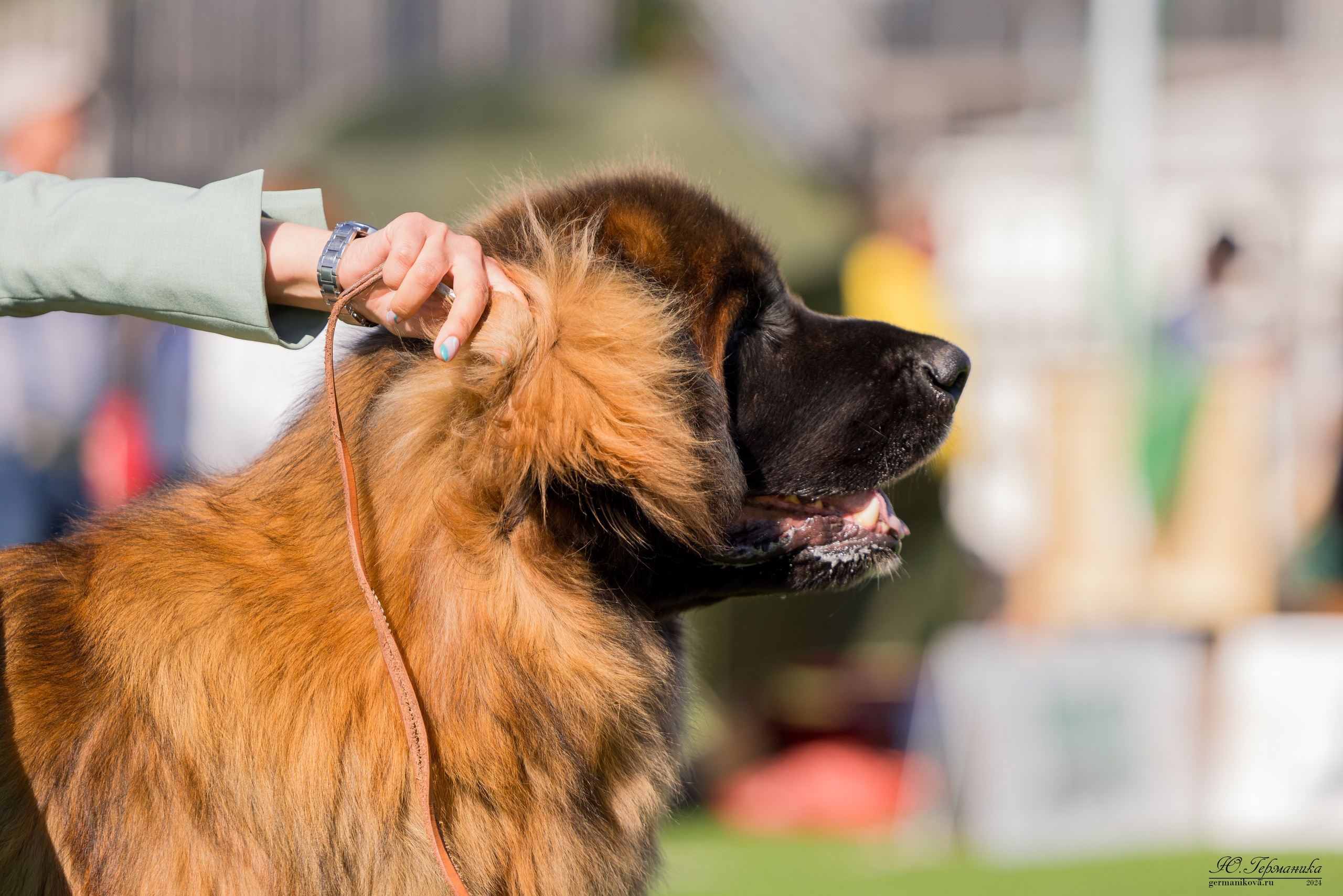 Суздаль 18-19.05.2024. Фотограф-анималист Юлия Германика