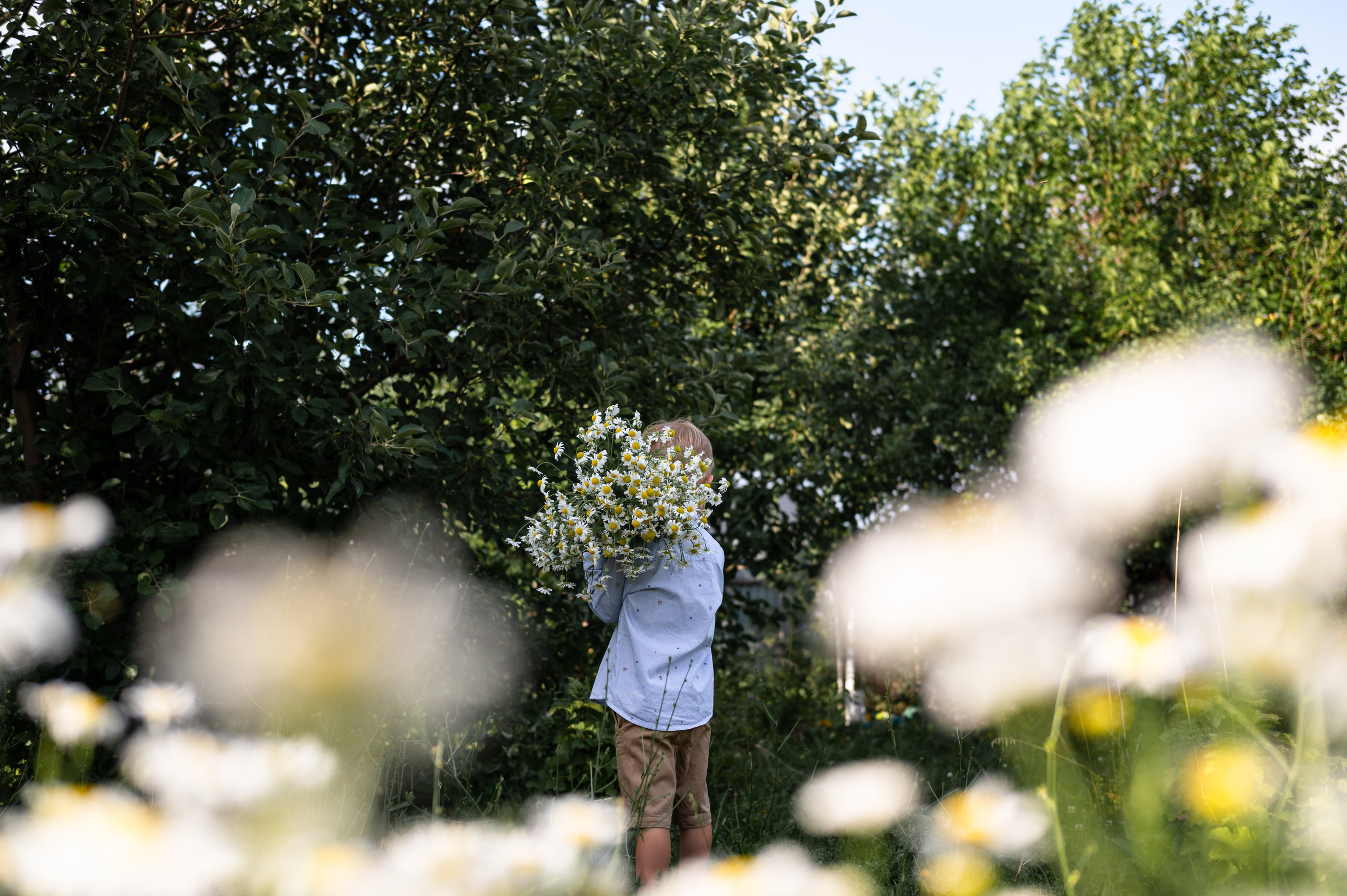 Ромашки и утята. Главная