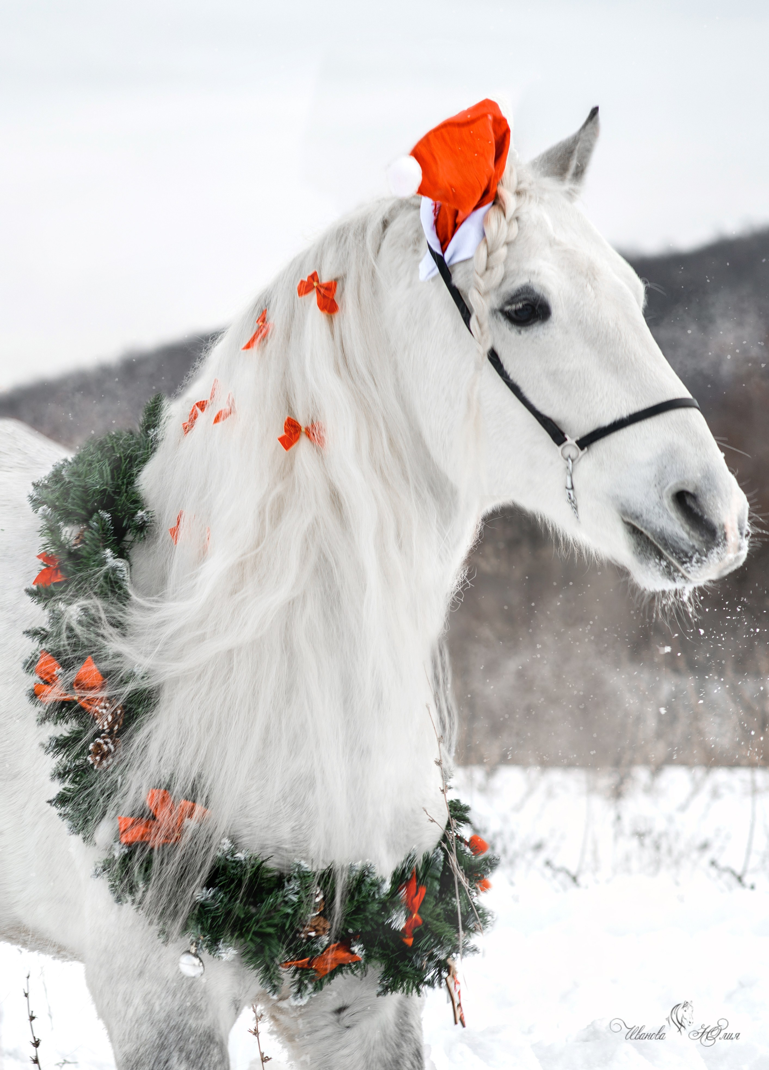 Лошади. Конный фотограф в Саратове Юлия Иванова