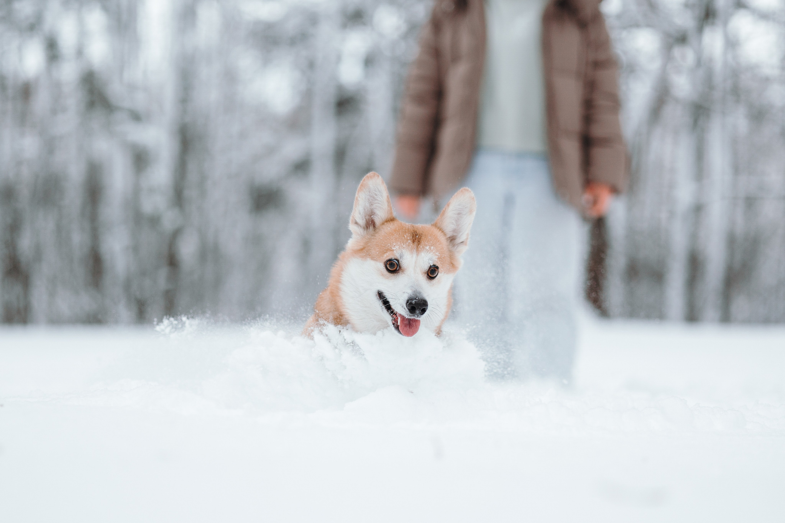 Оливка и ее семья. Фотограф — Анималист | Санкт-Петербург