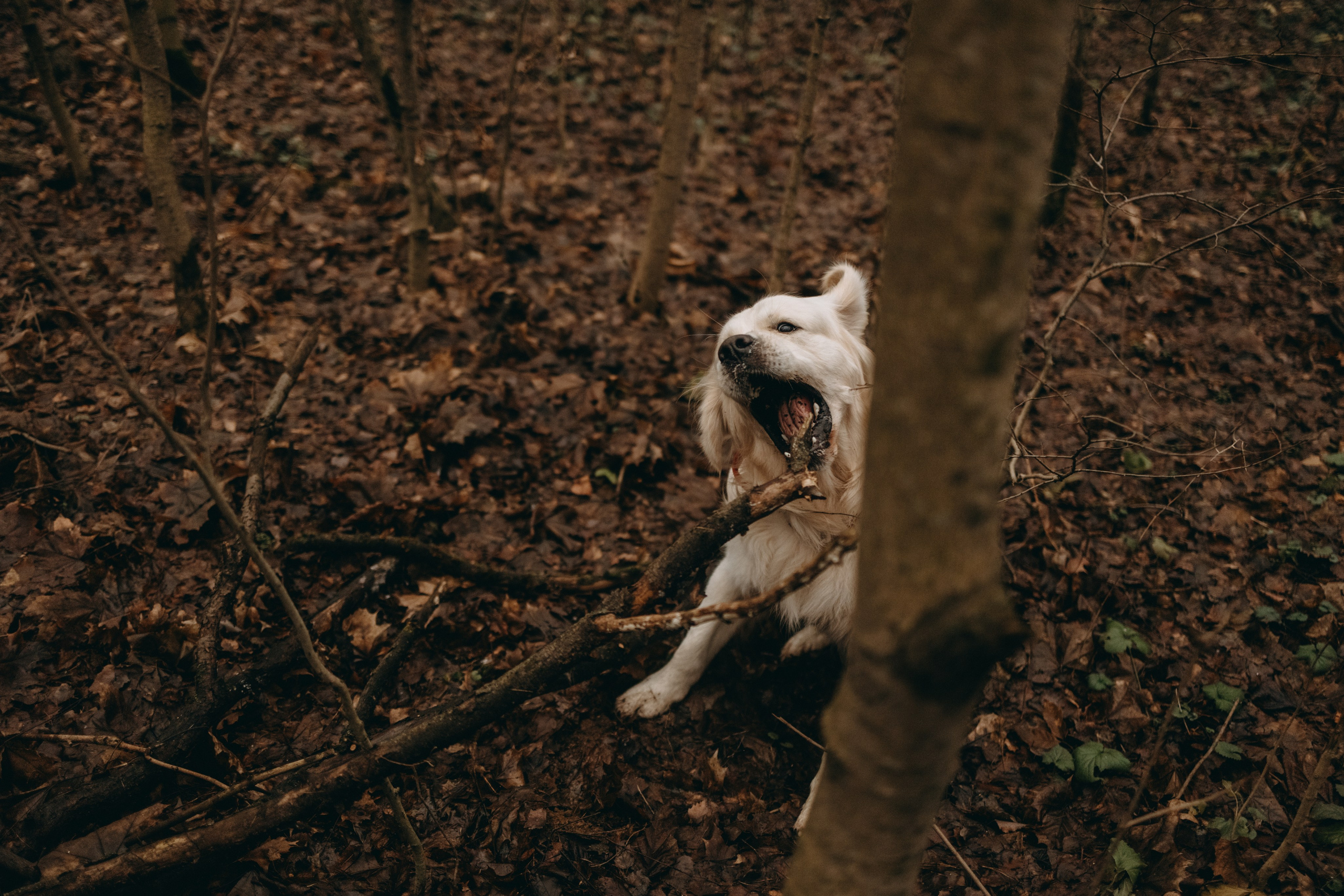 Лаки и его семья. Фотограф — Анималист | Санкт-Петербург
