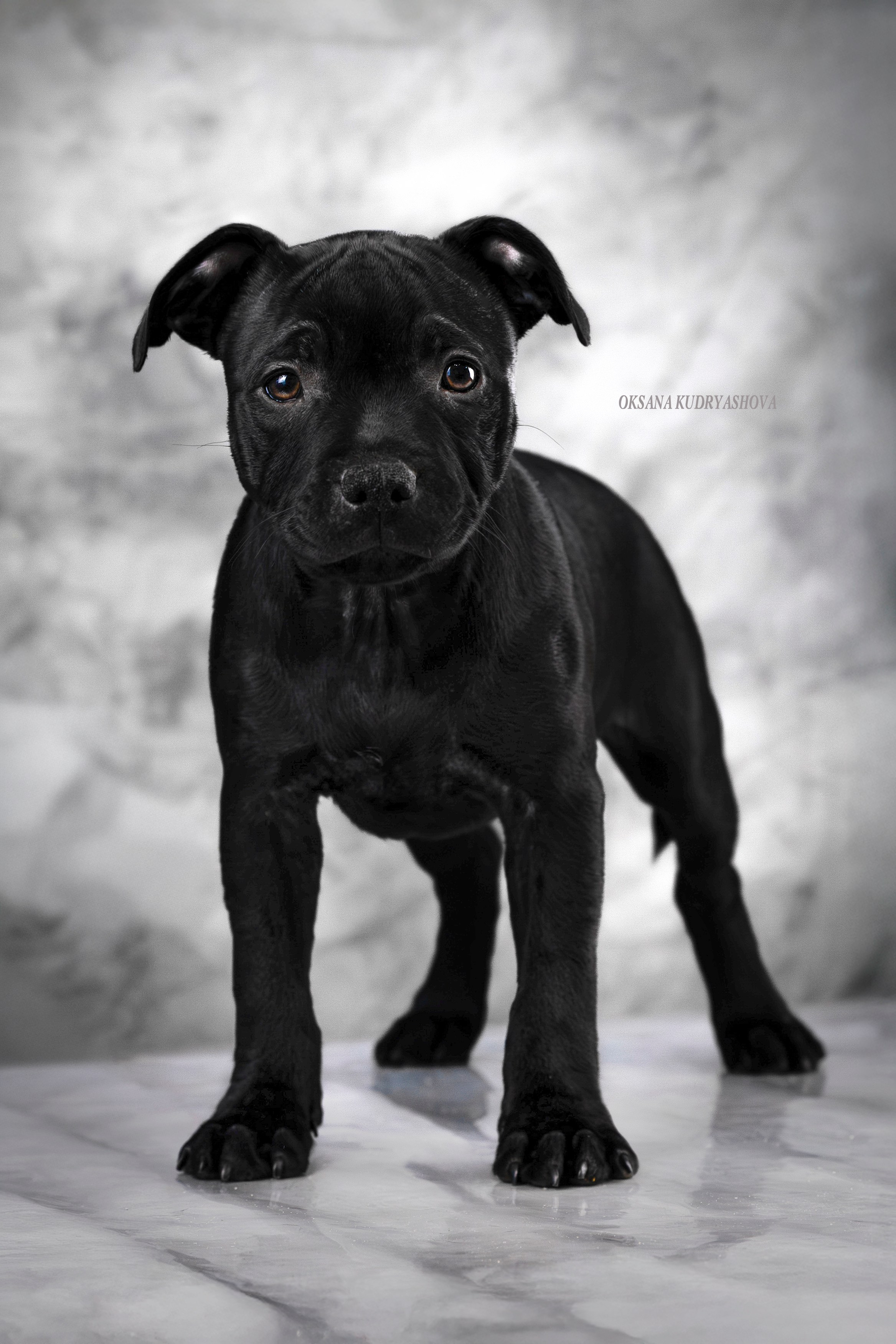 Щенки Стаффбуль. Фотограф 📸 анималист, предметный, репортажный