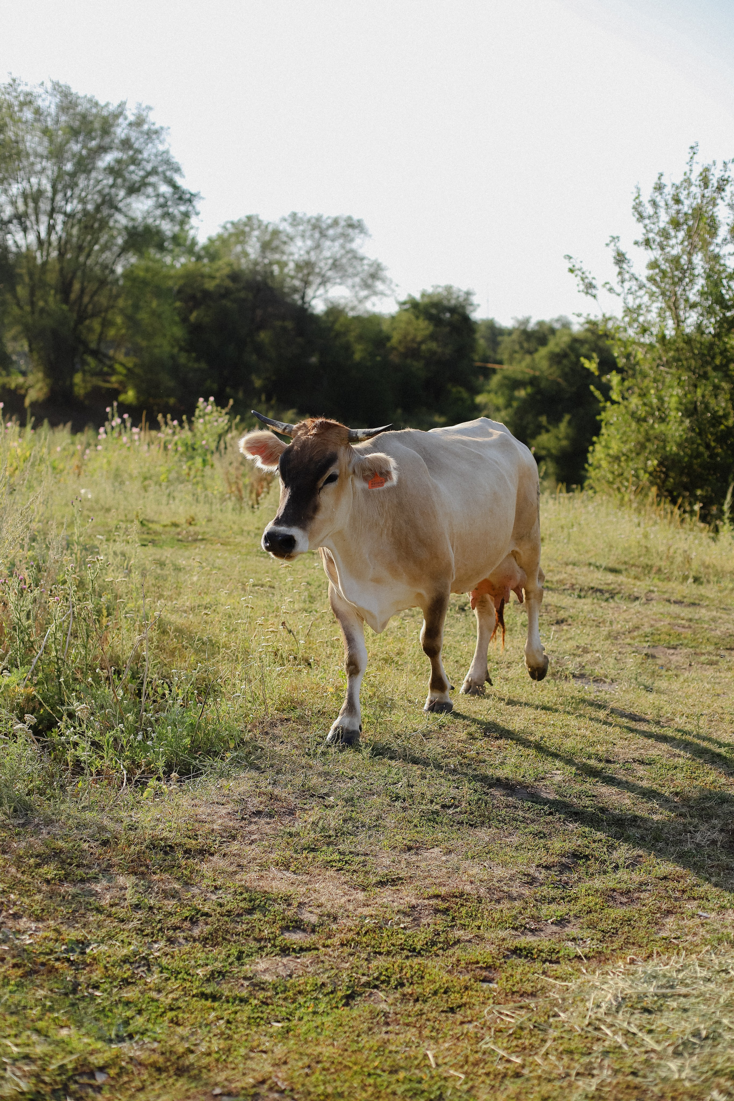 Женский пикник. Фотограф в Алматы и Москве Даша Пушкина
