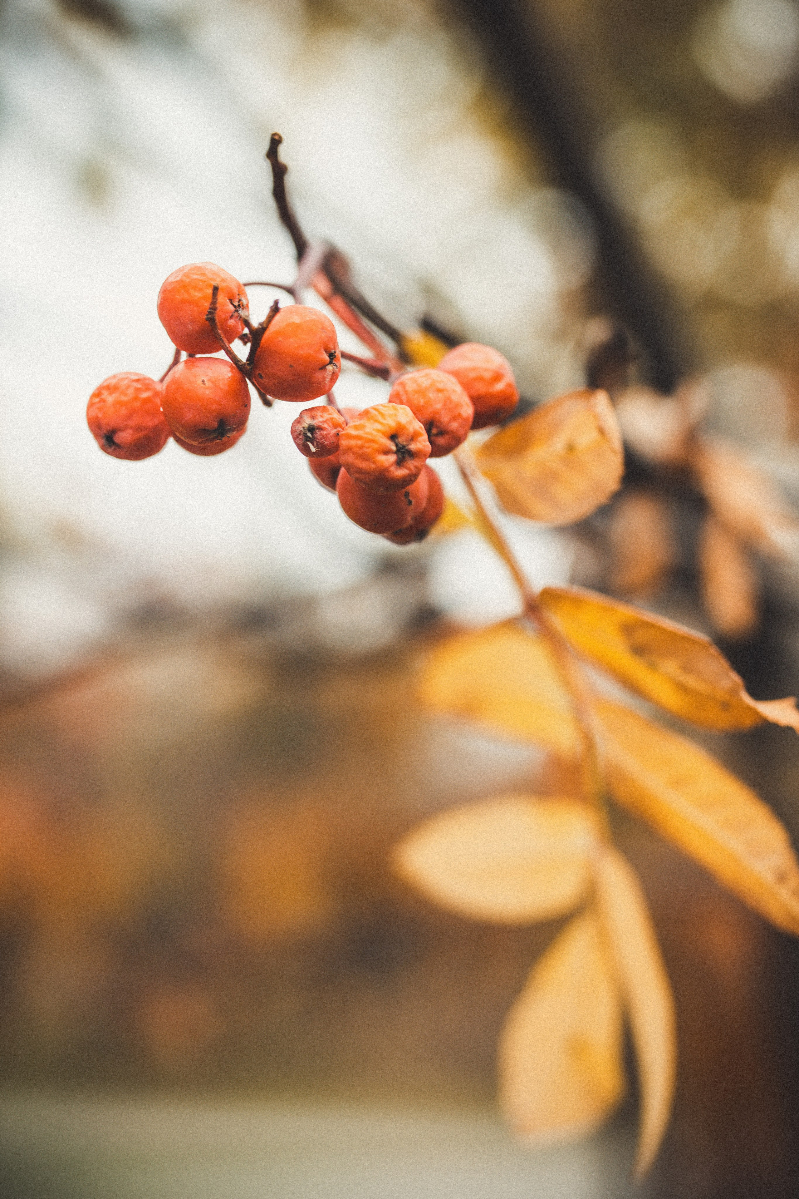 Природа/Животные