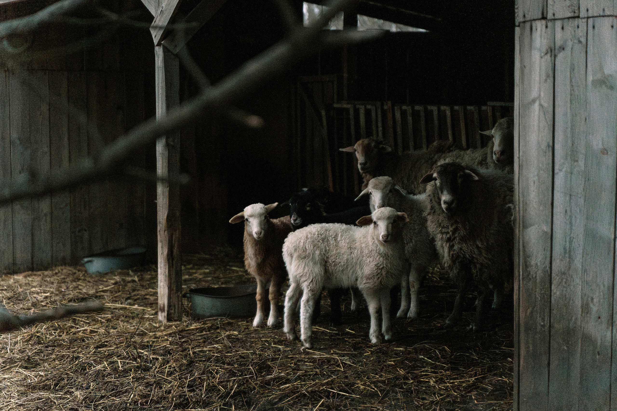 На ферме. Татьяна Тагель