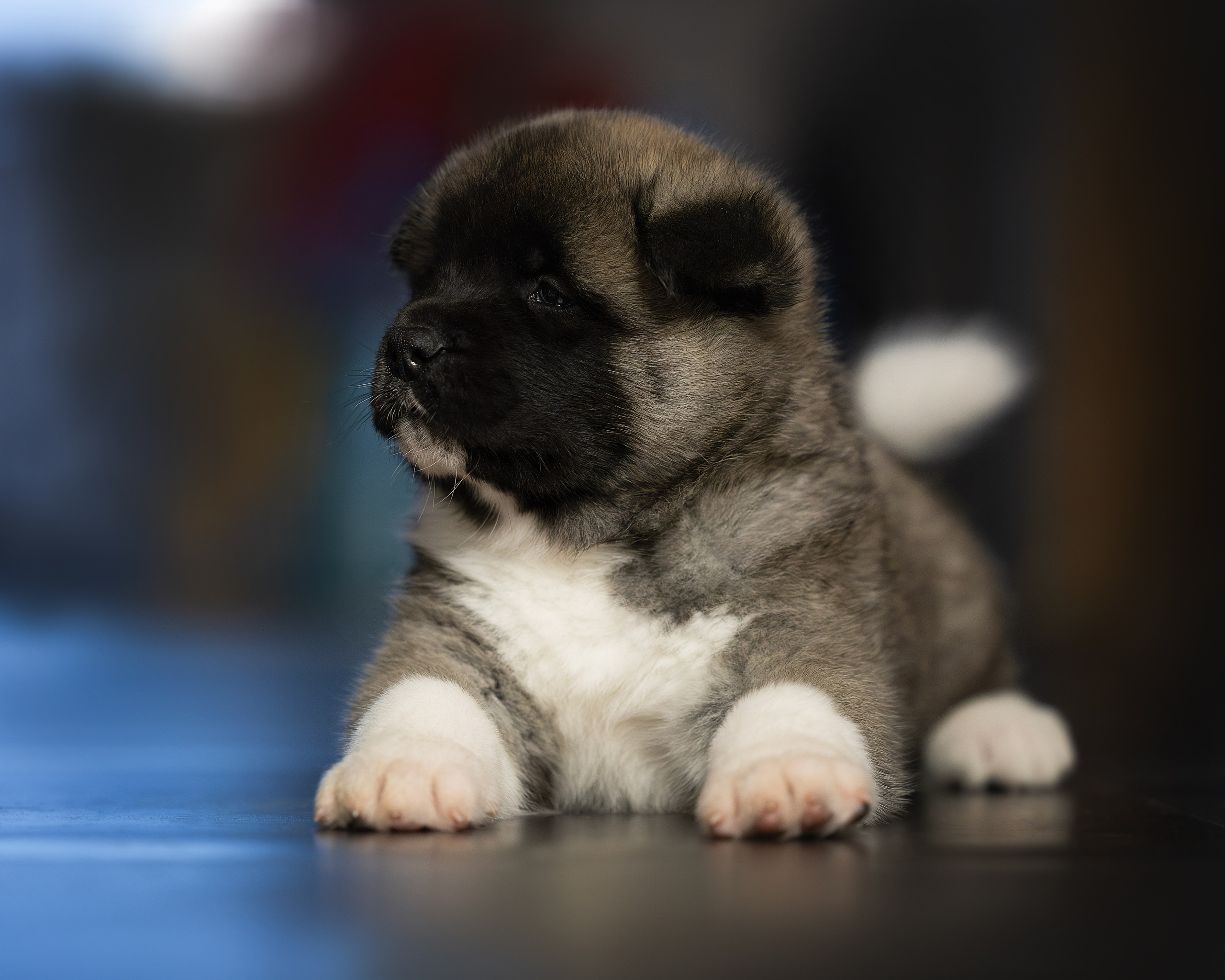 Щеночки Ам. Акиты. Главная