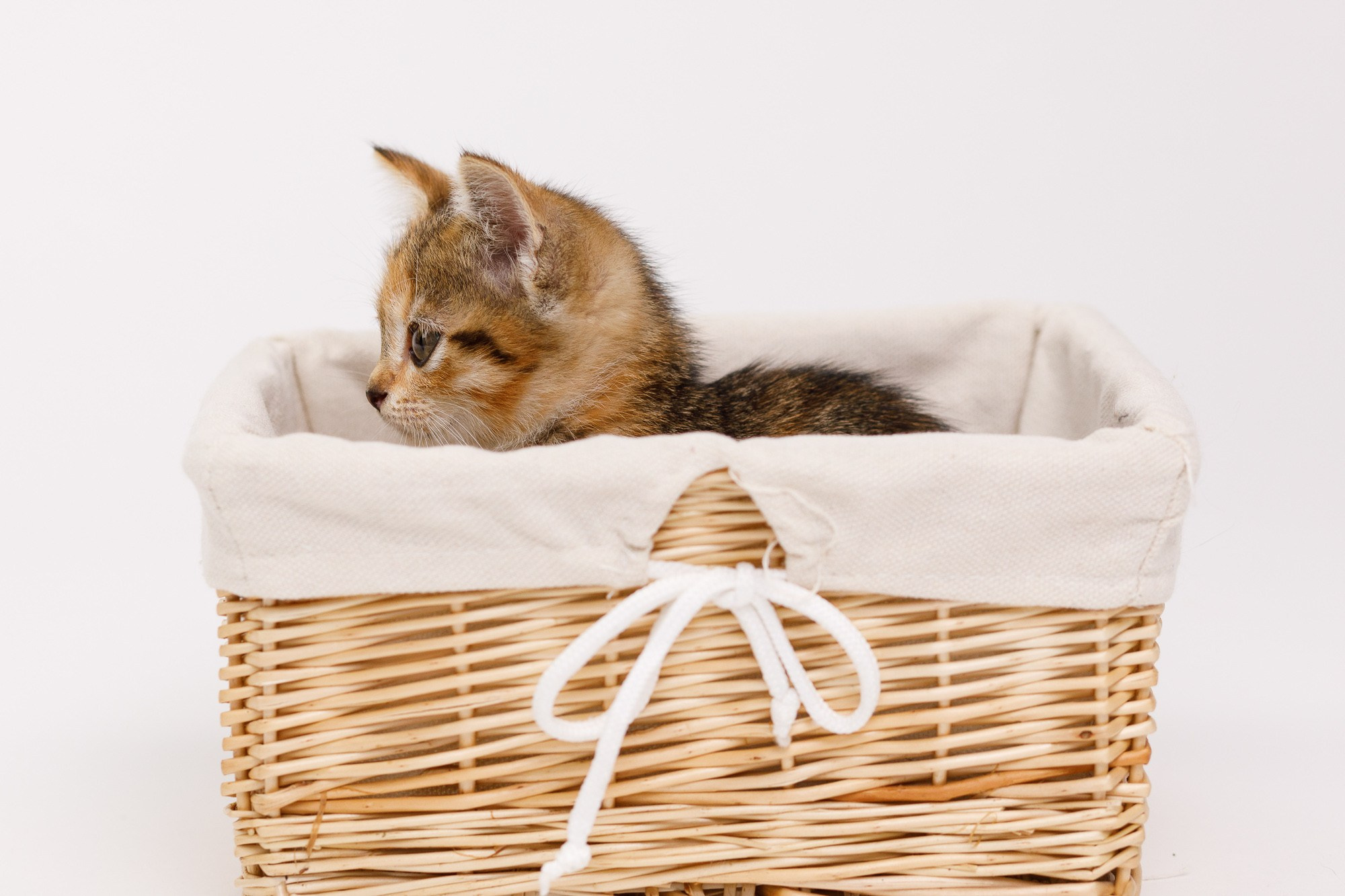 Питомцы. Фотоателье и полиграфия | Красивые фотосессии, сувениры с фото | Ремонт смартфонов, ноутбуков и техники в Коломне Zinovyev Team