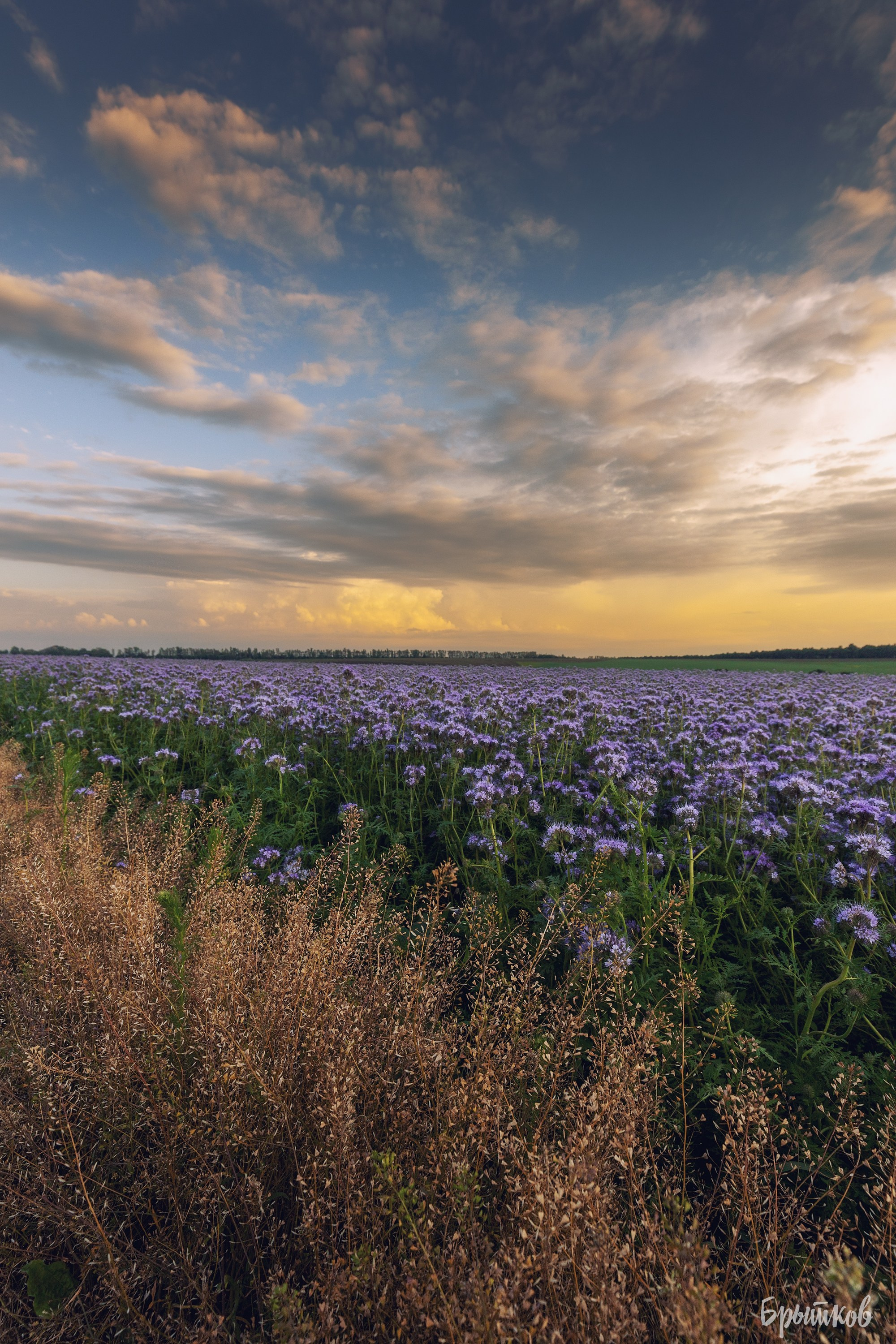 Фацелия. Николай Брытков — фотограф в Туле