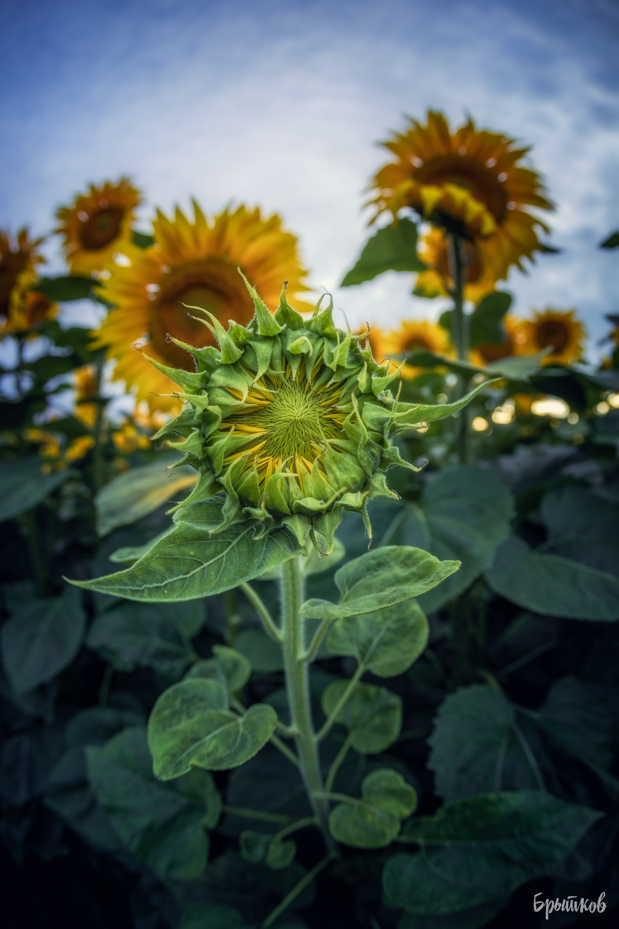 Поля. Подсолнухи. Николай Брытков — фотограф в Туле