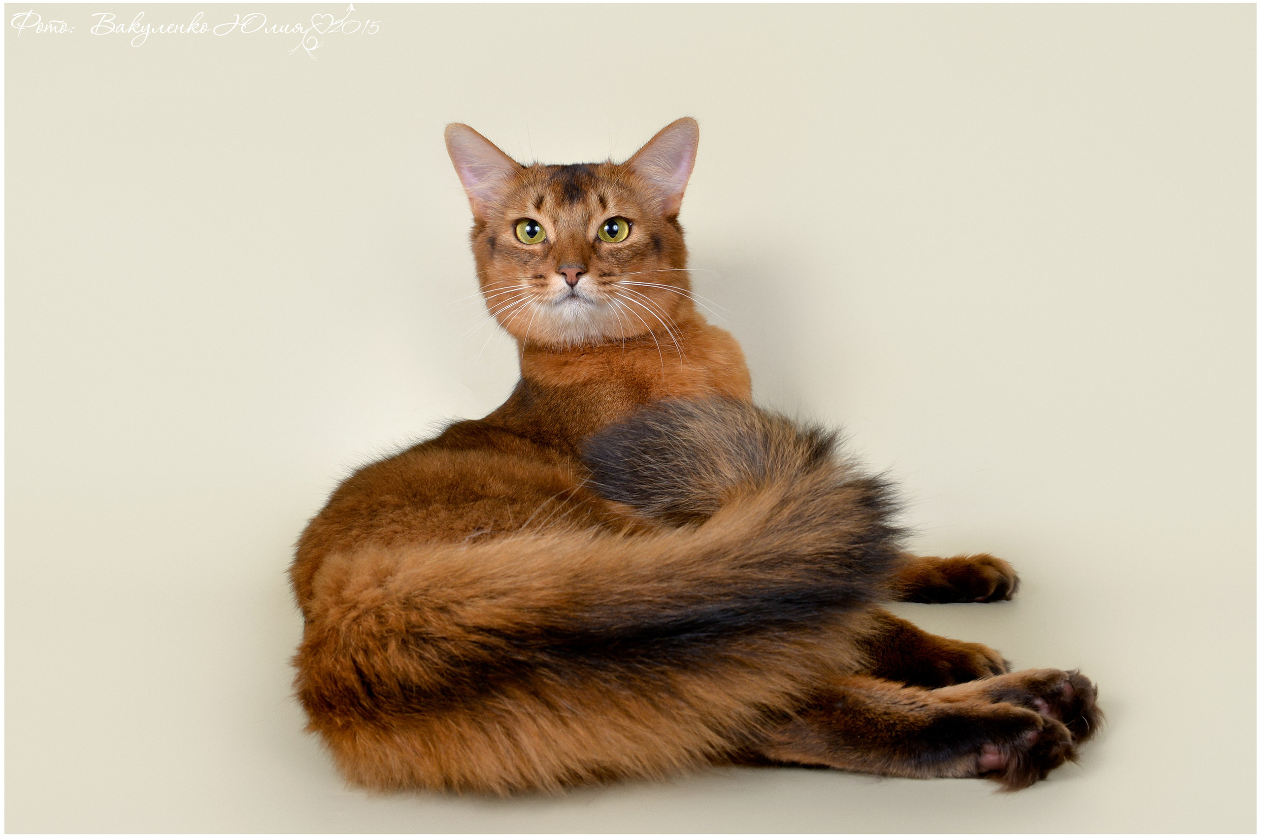 Взрослые. Фотограф анималист | семейный Юлия Вакуленко, г. Краснодар