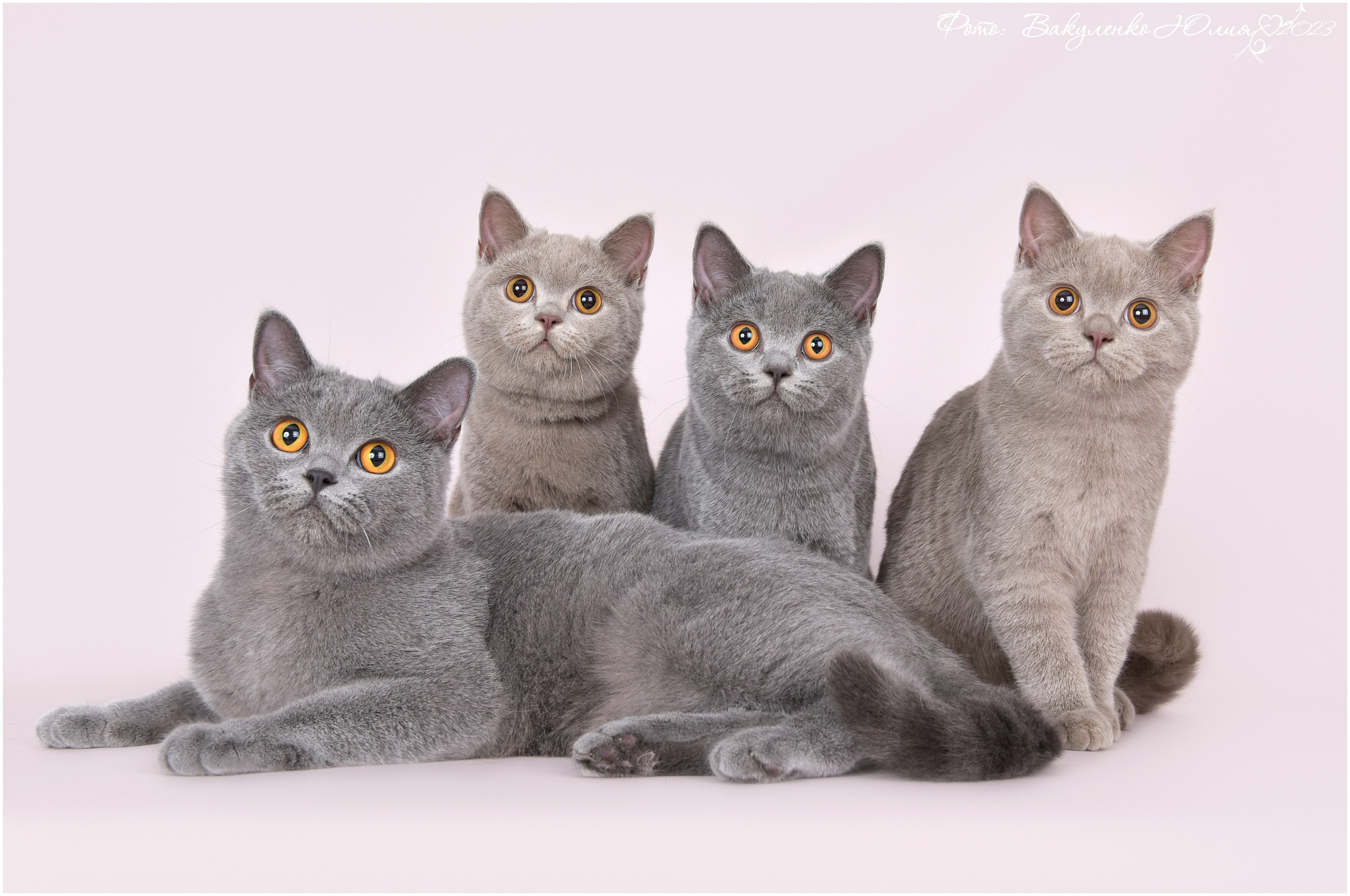 Котята. Фотограф анималист | семейный Юлия Вакуленко, г. Краснодар