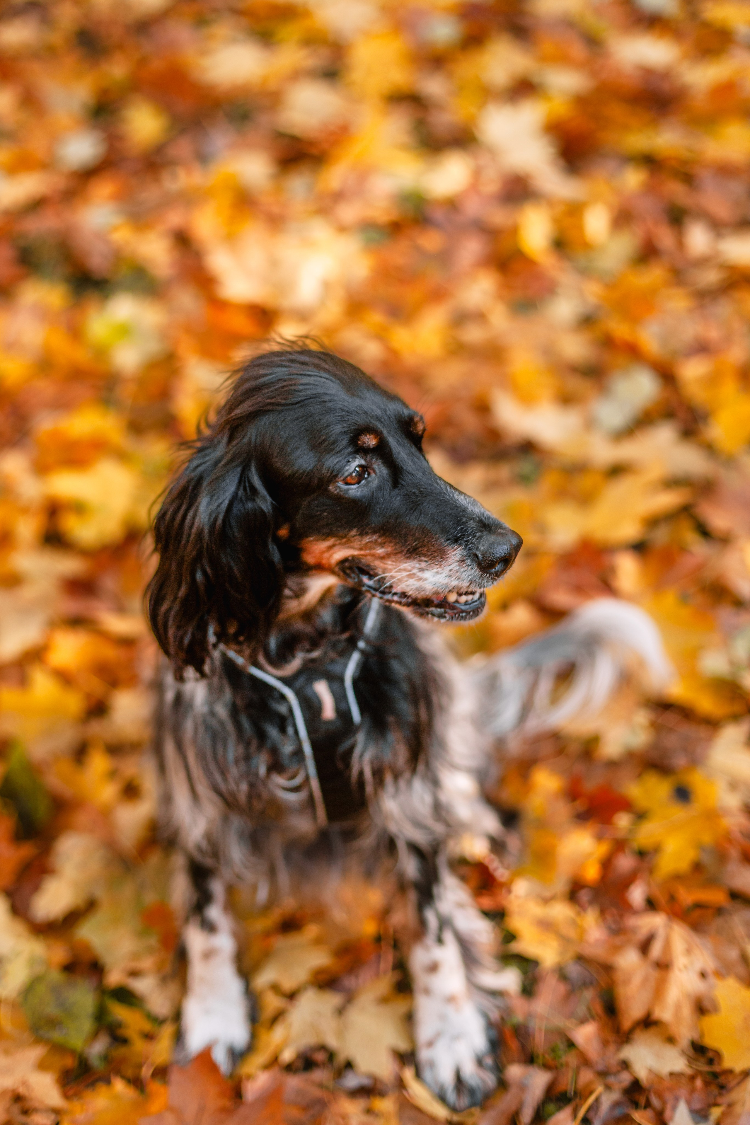 Света, Хайди, Богдана. Фотограф-анималист Татьяна Степанова