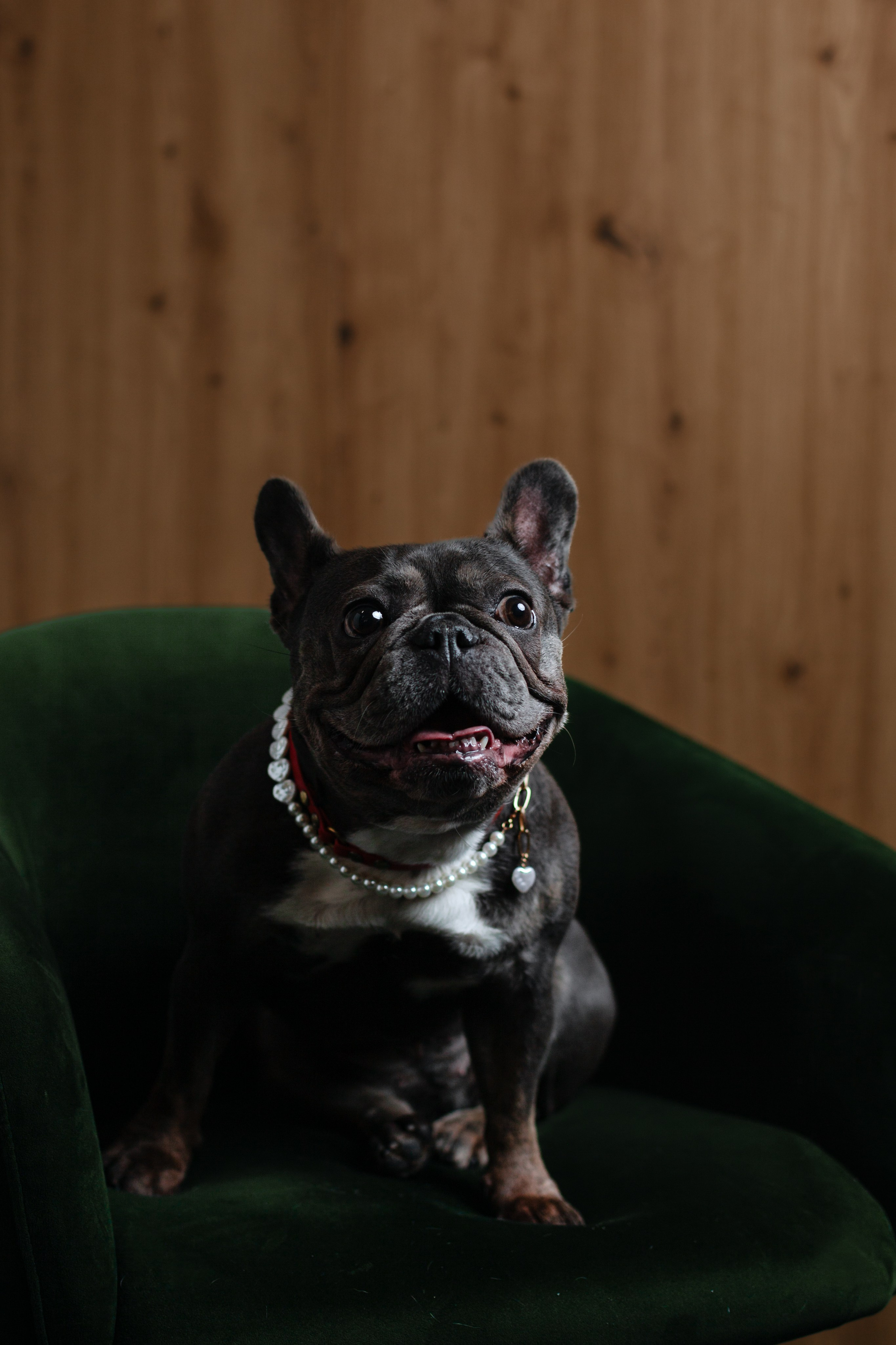 Бульвстреча 2025. Фотограф-анималист Татьяна Степанова