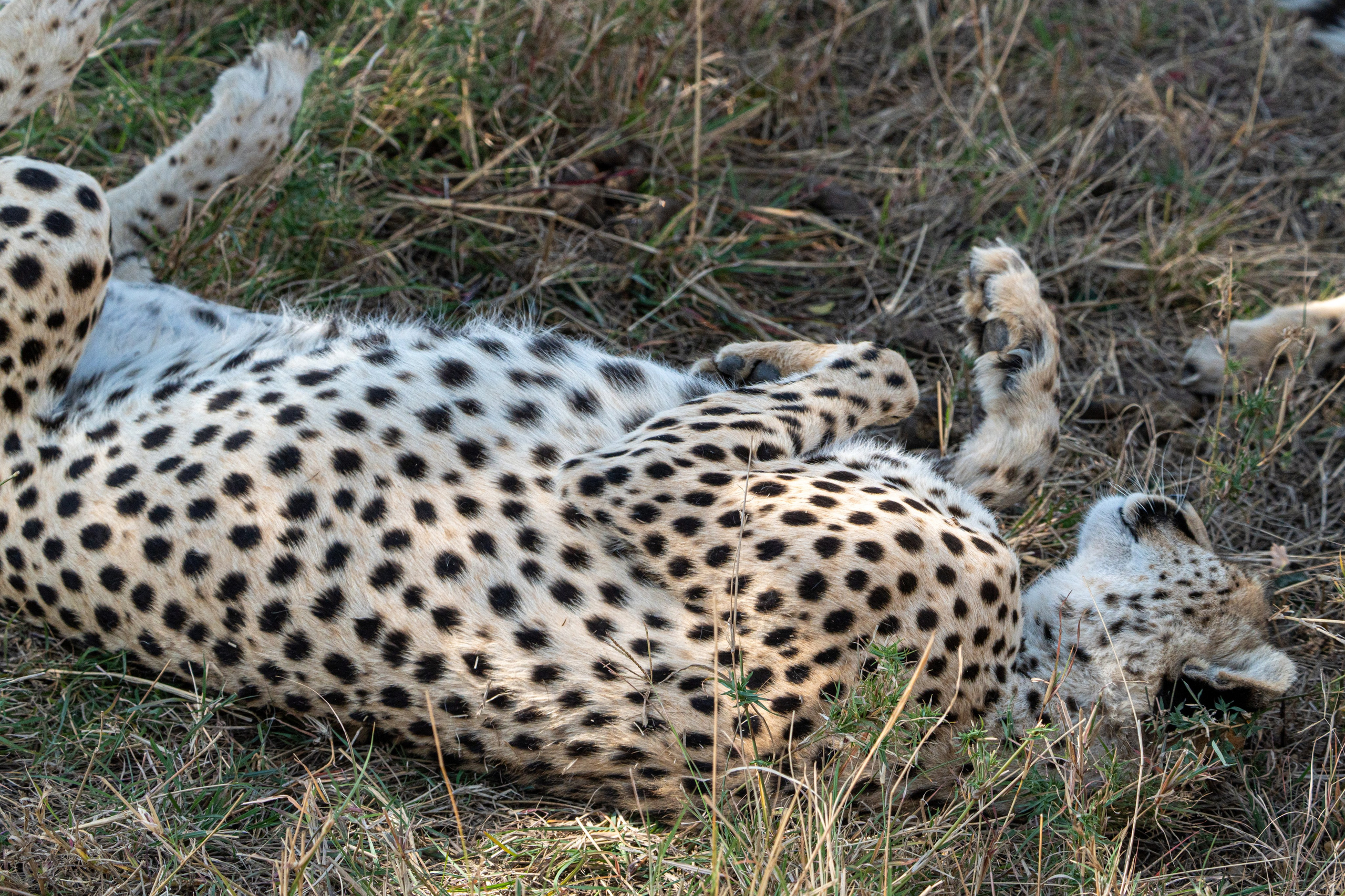 Танзания, сафари, 2025. Творческие сьемки