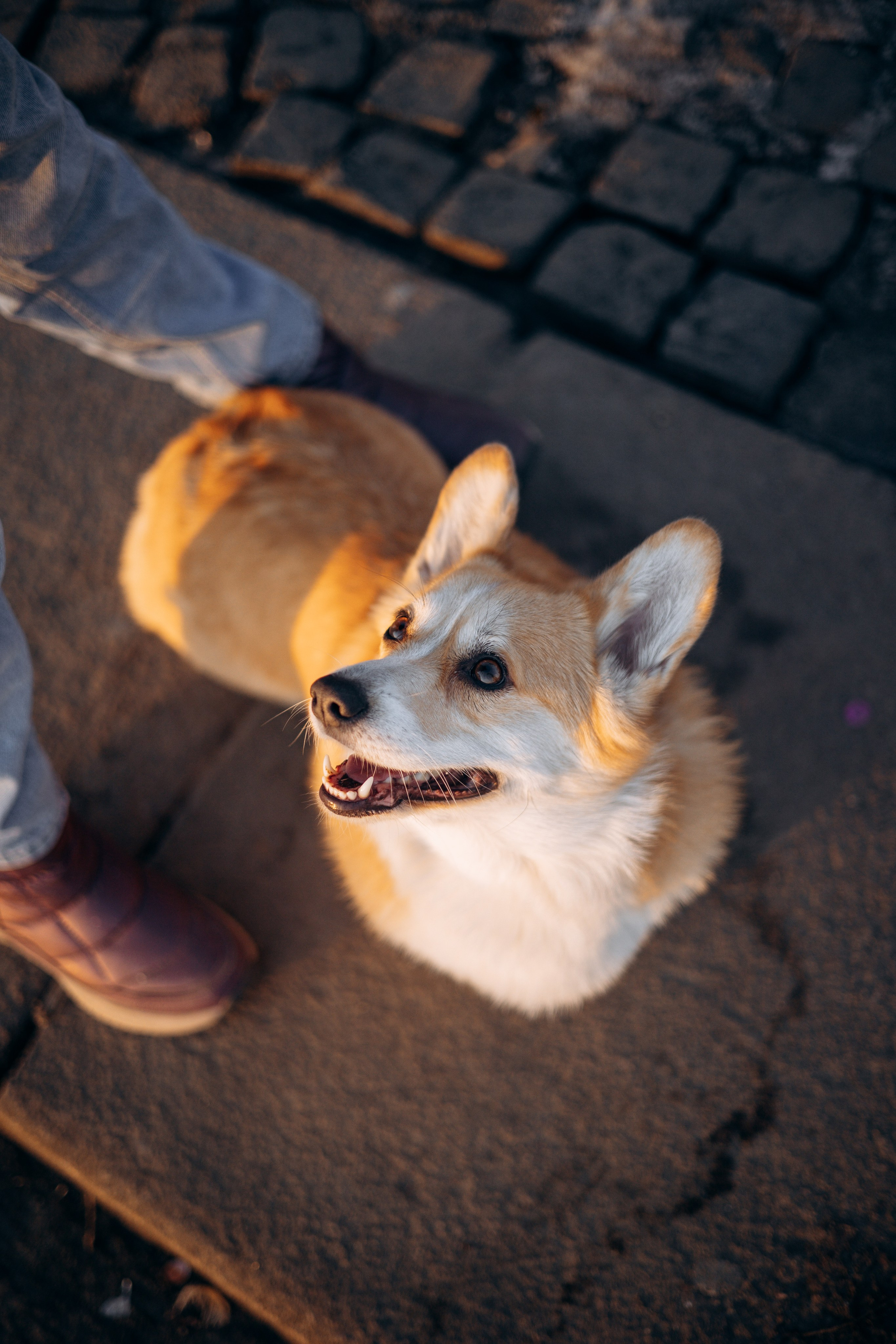Настя и Ева. Фотограф — Анималист | Санкт-Петербург
