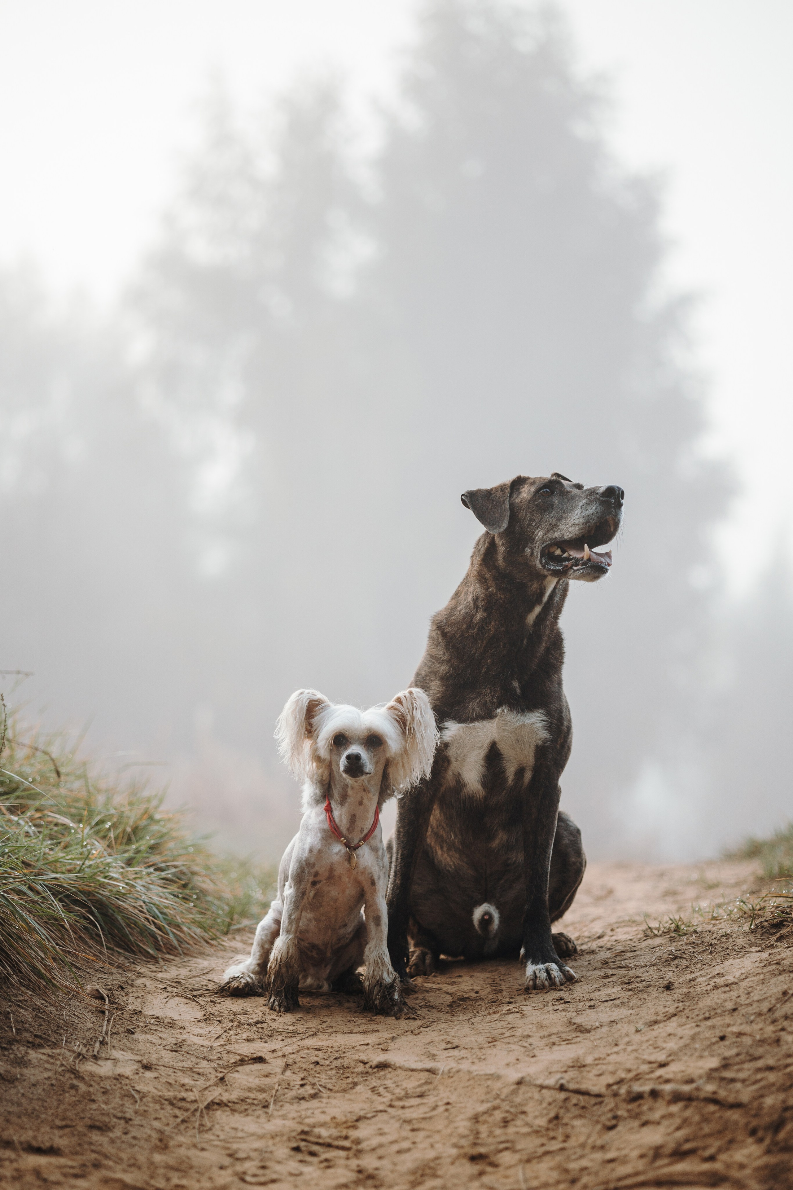 Любовь и ее хвостики. Фотограф — Анималист | Санкт-Петербург