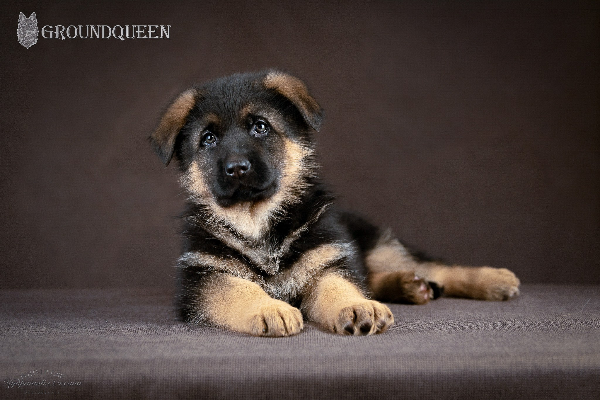 Щенки немецкой овчарки. Фотограф 📸 анималист, предметный, репортажный